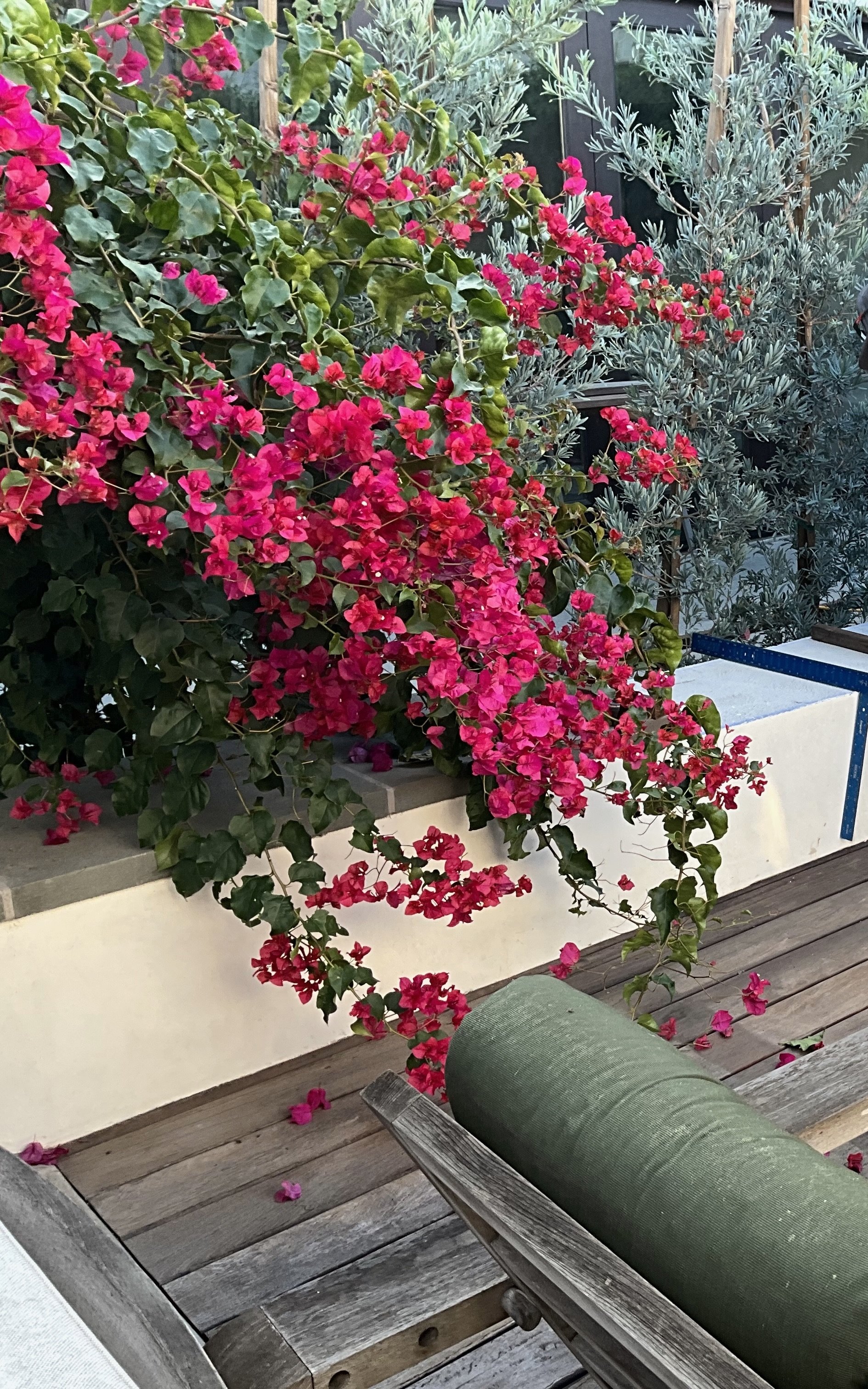 plants 2 2.jpeg
