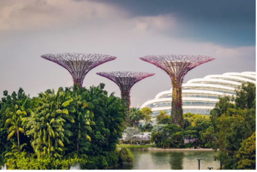Supertree Grove, photo by Daniel Welsh on Unsplash