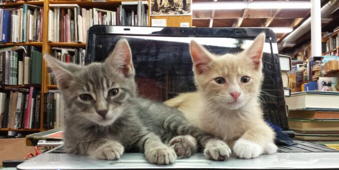 Zeus and Apollo as kittens, iliadbooks.com
