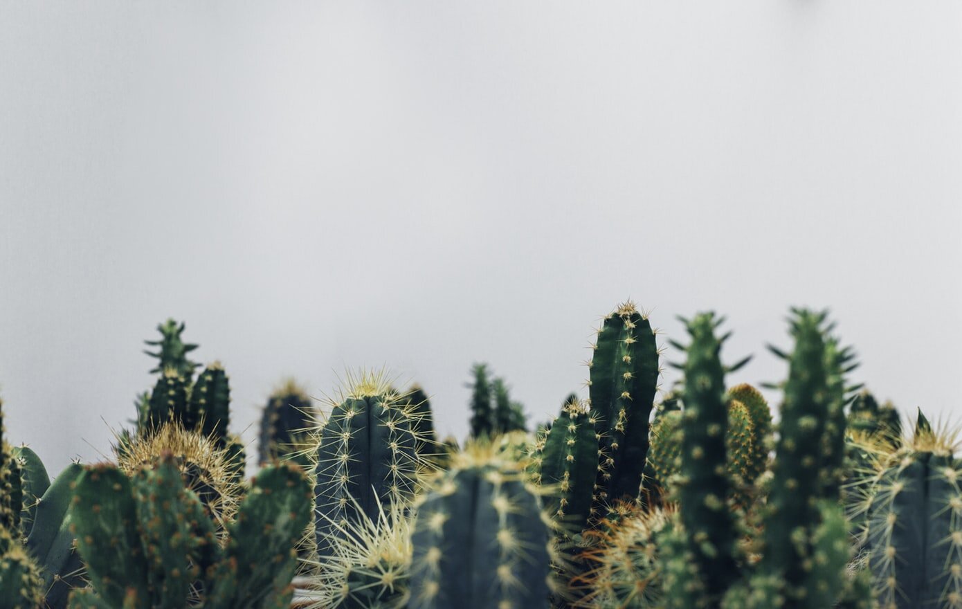 Cactus.jpeg