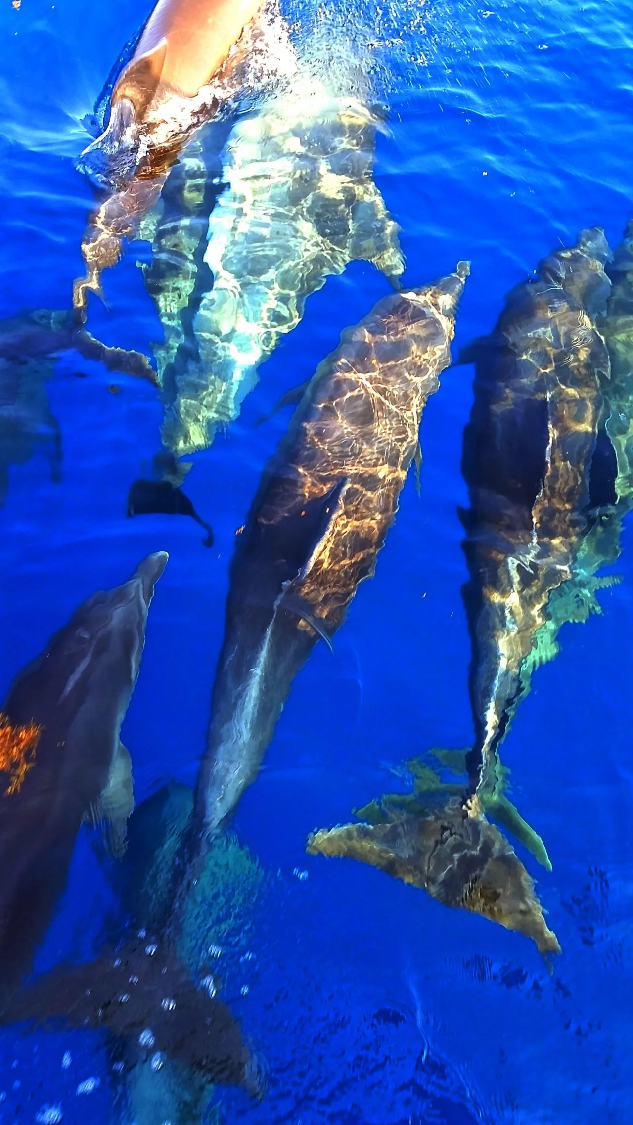 dolphins_under_the_bow.248122249_large.jpg