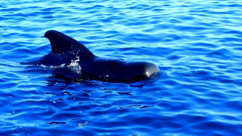 Pilot_Whale_2.244113554_std.jpg