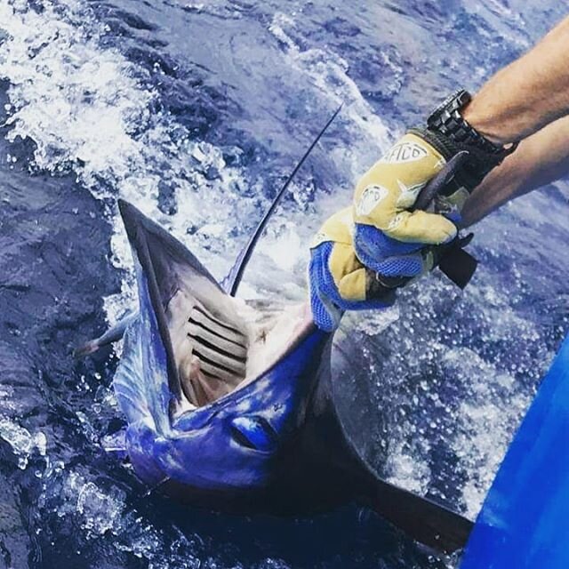 Clean release on this beautiful blue! Went one for two on marlin, bunch of tunas and three whale sharks! 
#ruthlessroatancharters #roatanfishing #roatanluxuryyachts #hondurasfishing #honduras🇭🇳 #aftco #pennreels #hatterasyachts #marlin #bluemarlin 