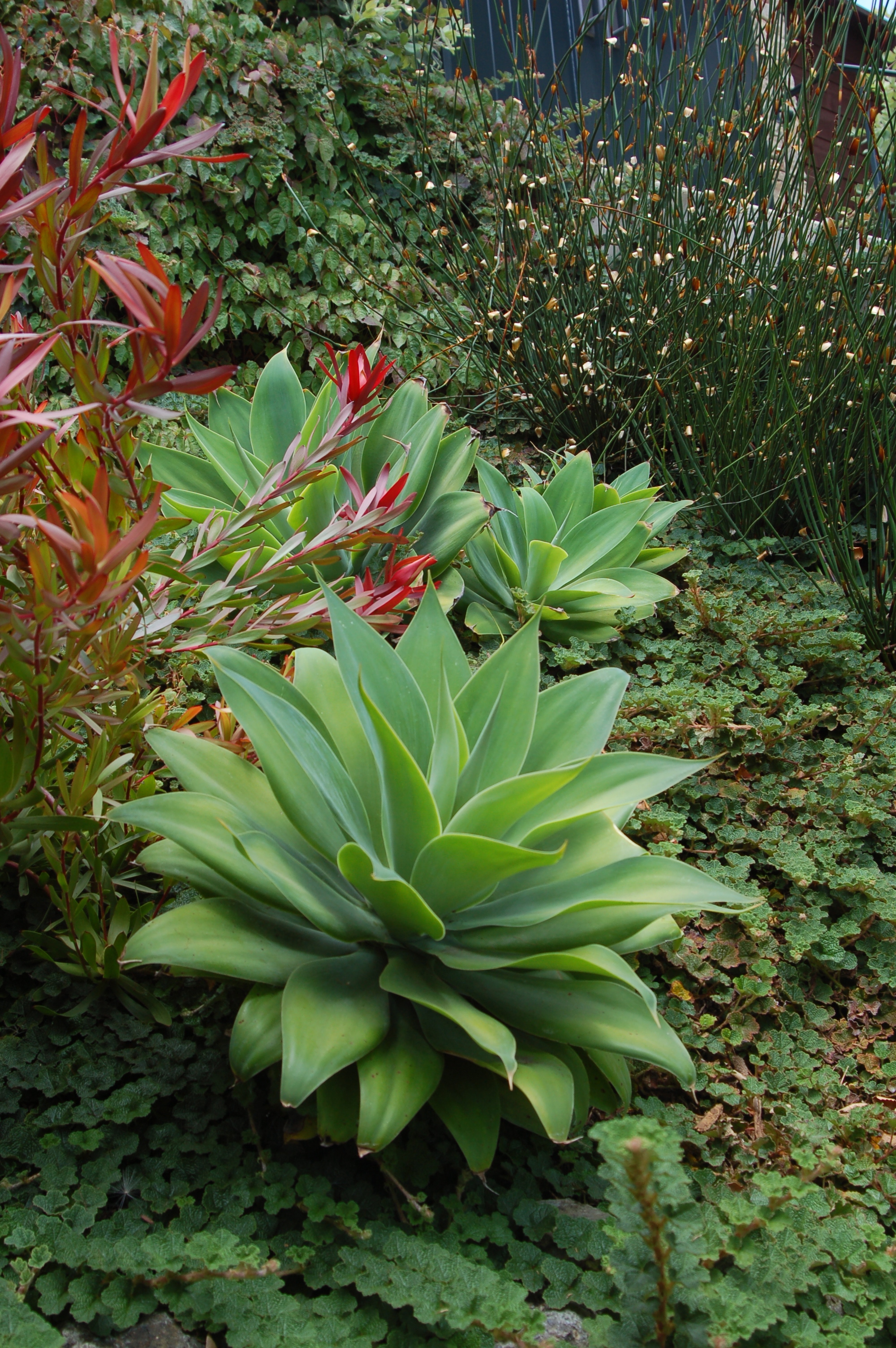 SUCCULENTS.jpg