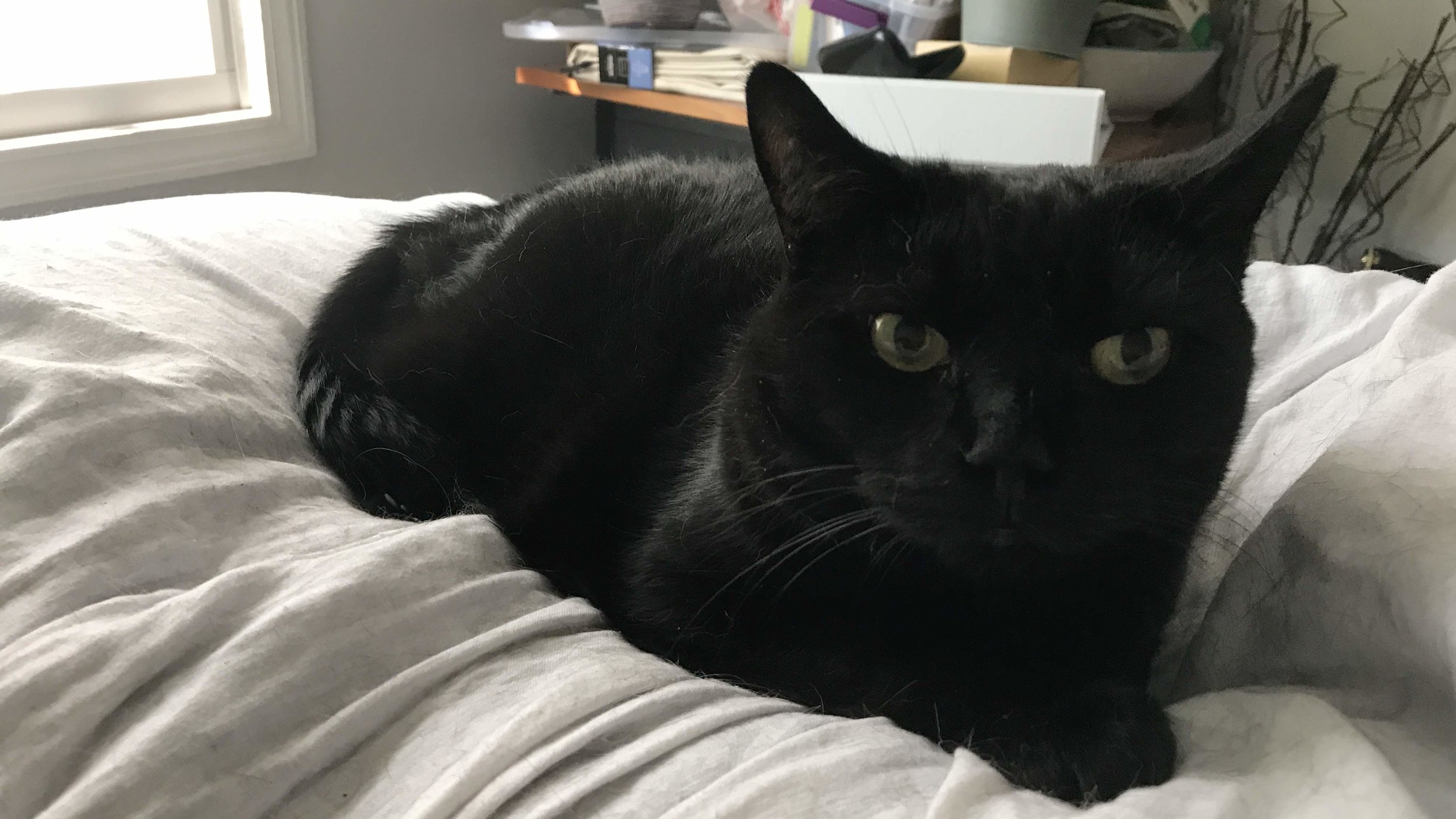 True Confessions about the Mean Voice