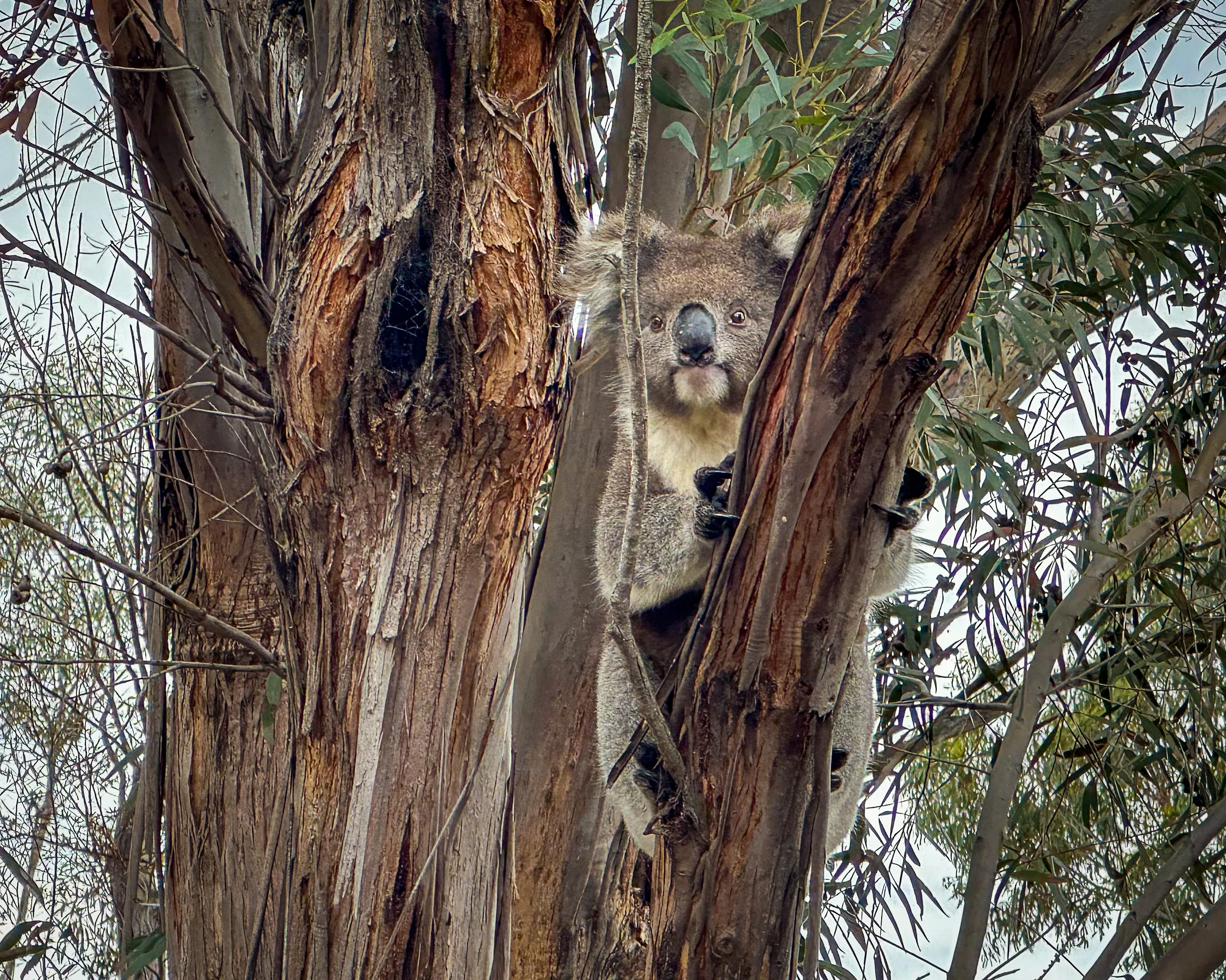 2025_Travel_Australia_CherPhone-0362-Edit-FINAL.jpg