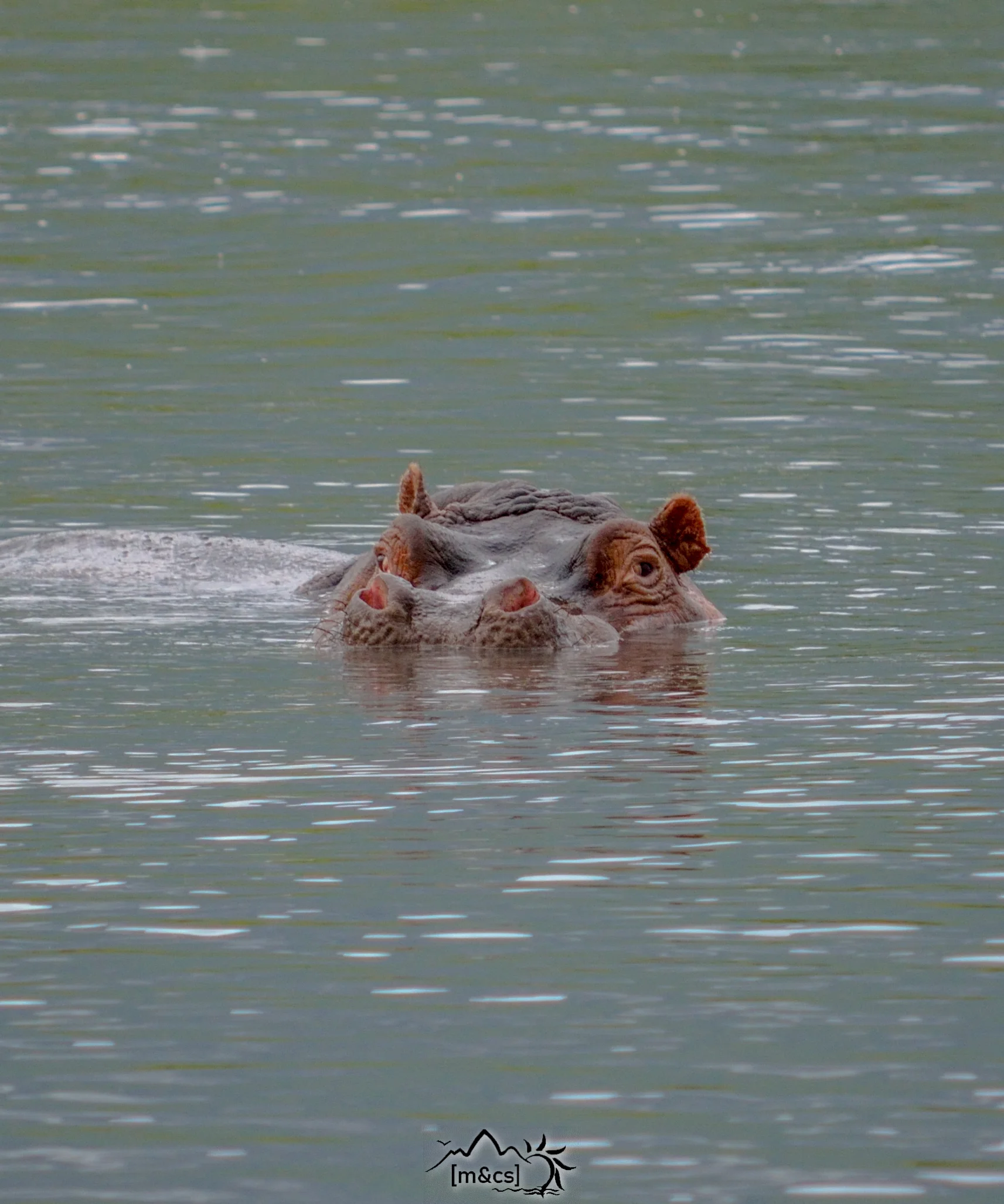 Hippo. Serengeti National Park.