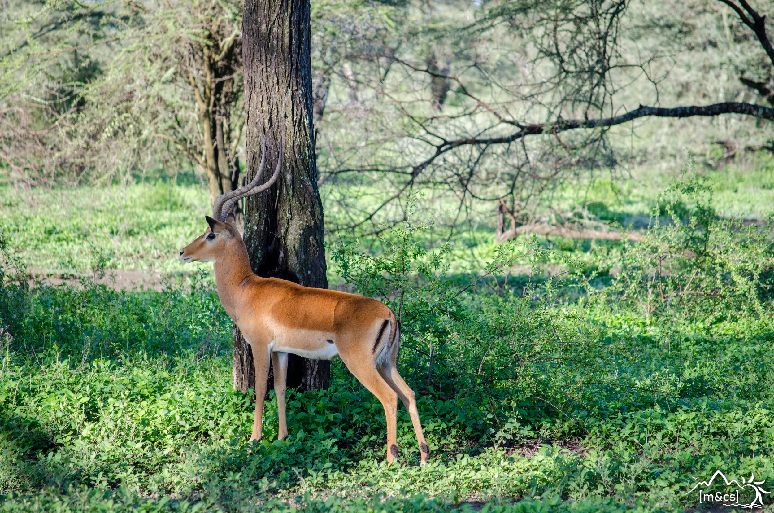 Impala.  Serengeti National Park.