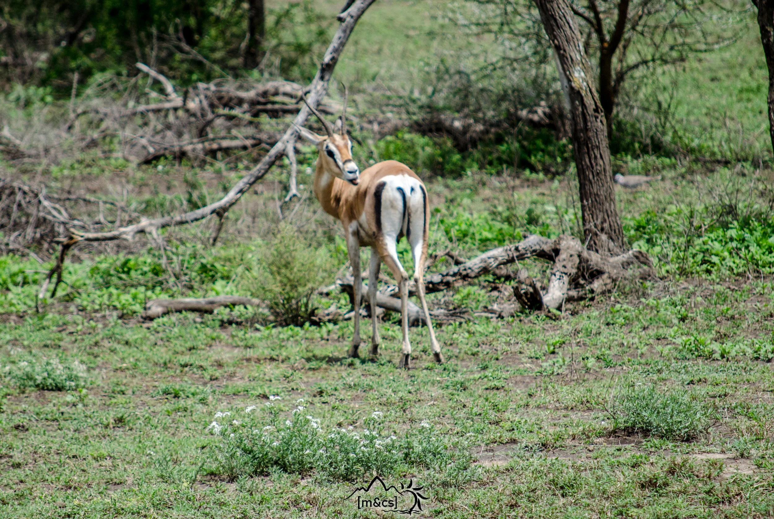 Grant's Gazelle. Serengeti National Park.