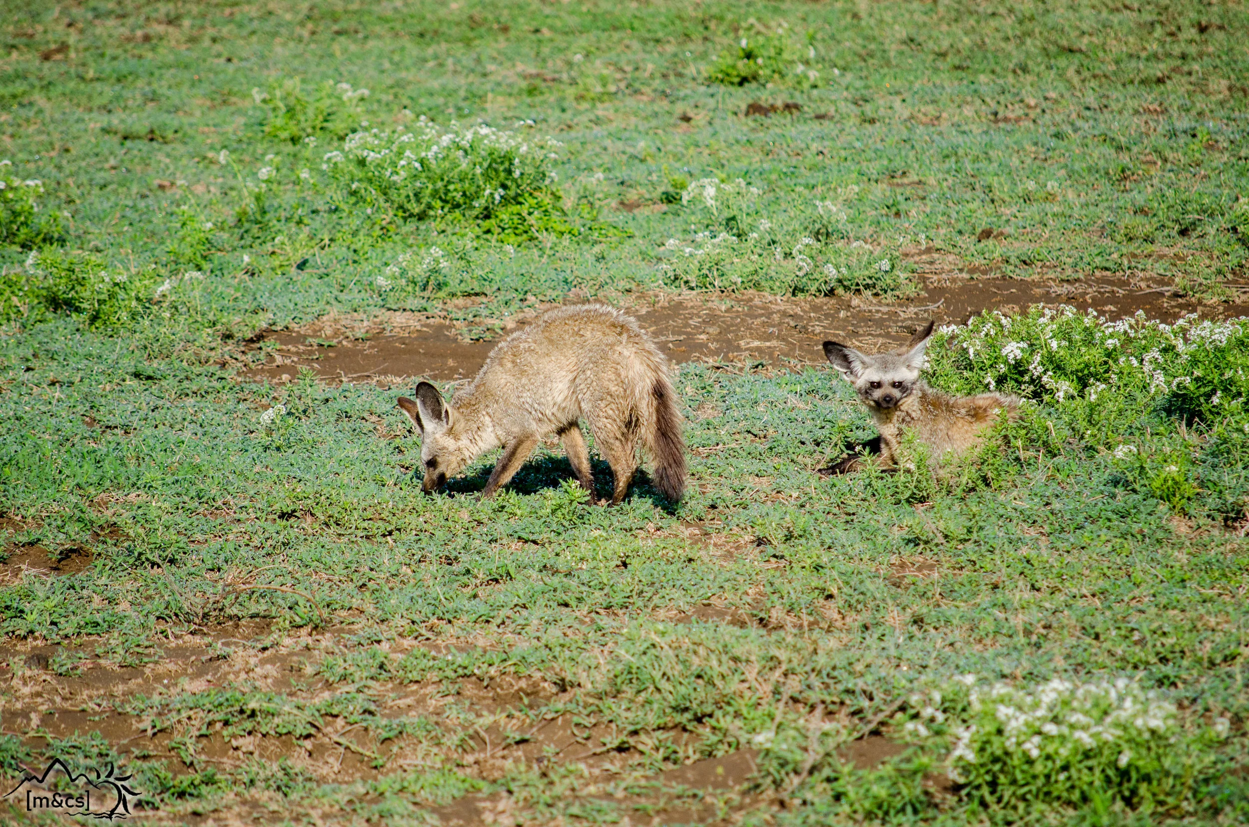 Bat-Eared Fox. Serengeti National Park.