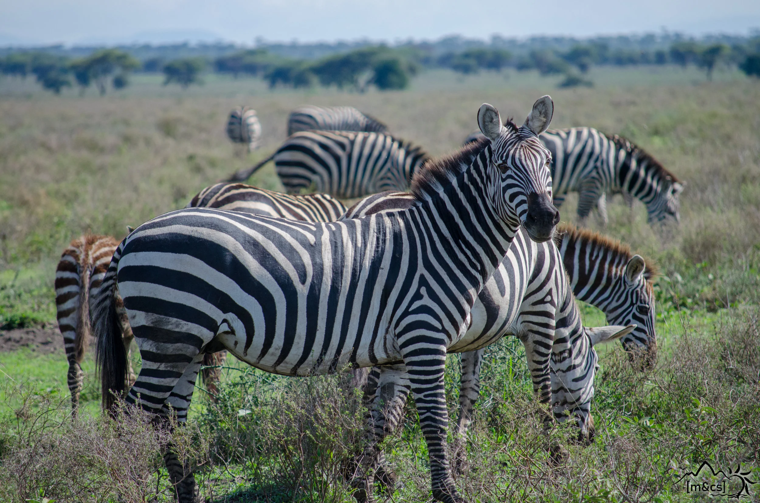 Serengeti National Park.