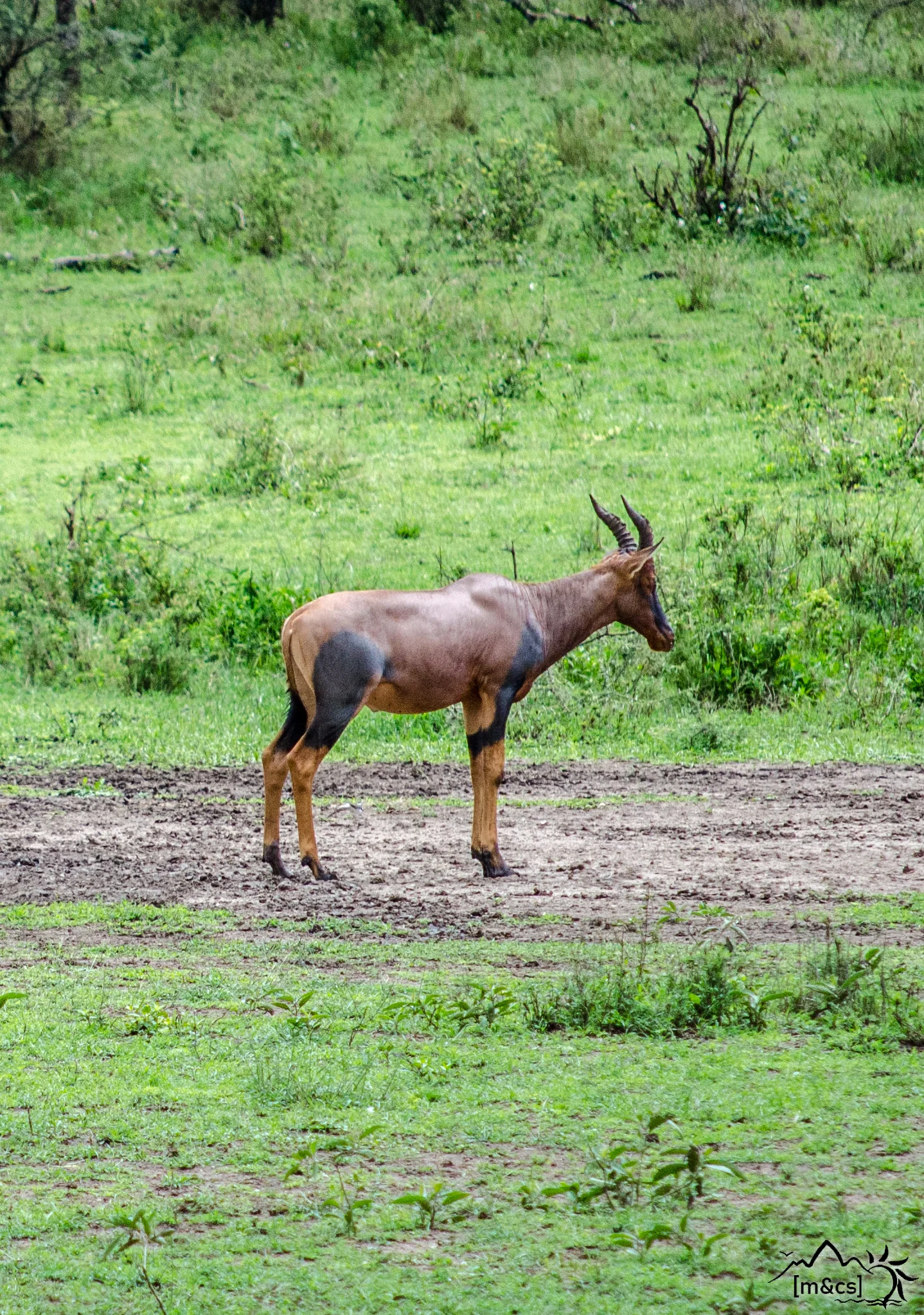 Topi.  Serengeti National Park.