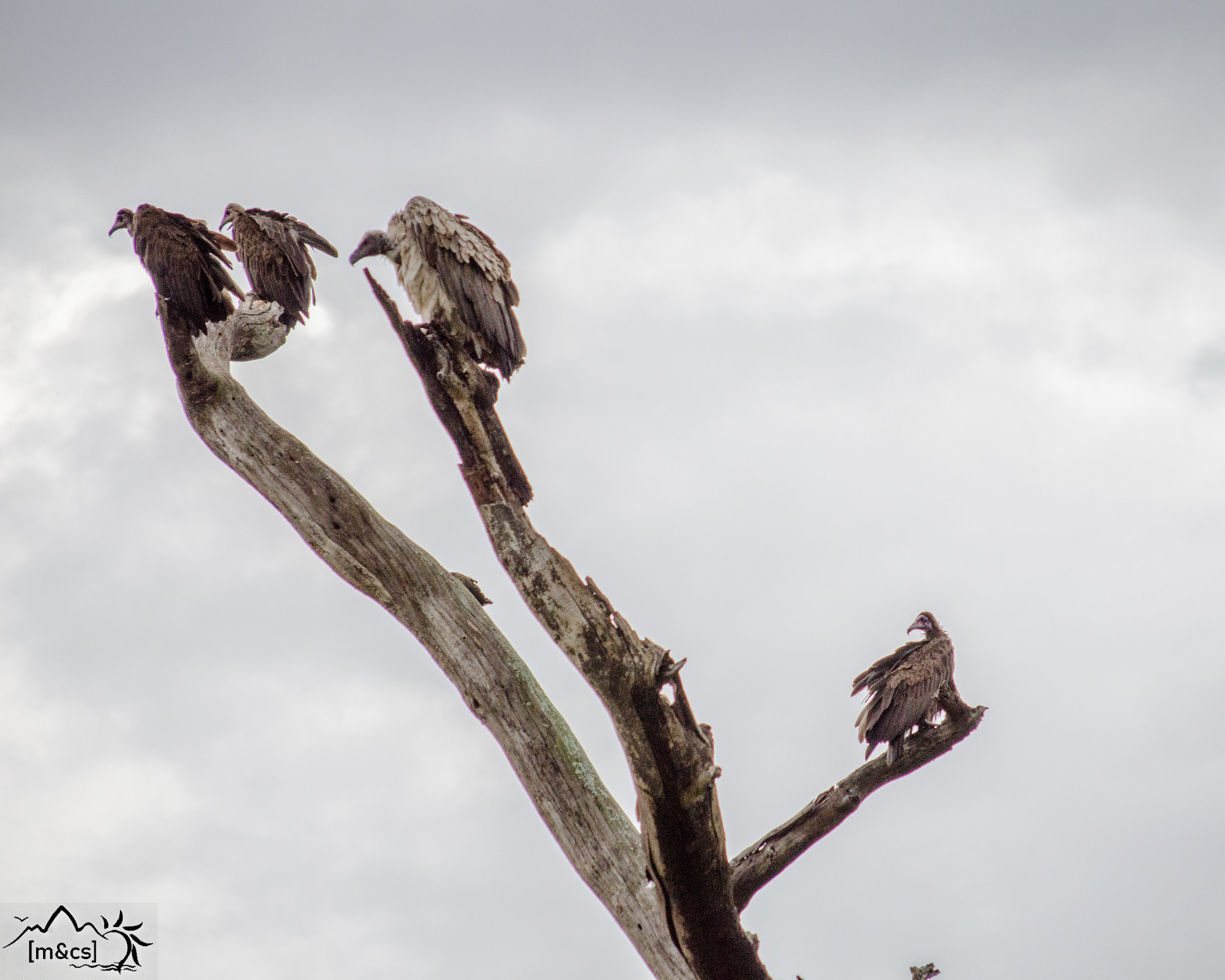 Lappet-Faced Vulture. Serengeti National Park.