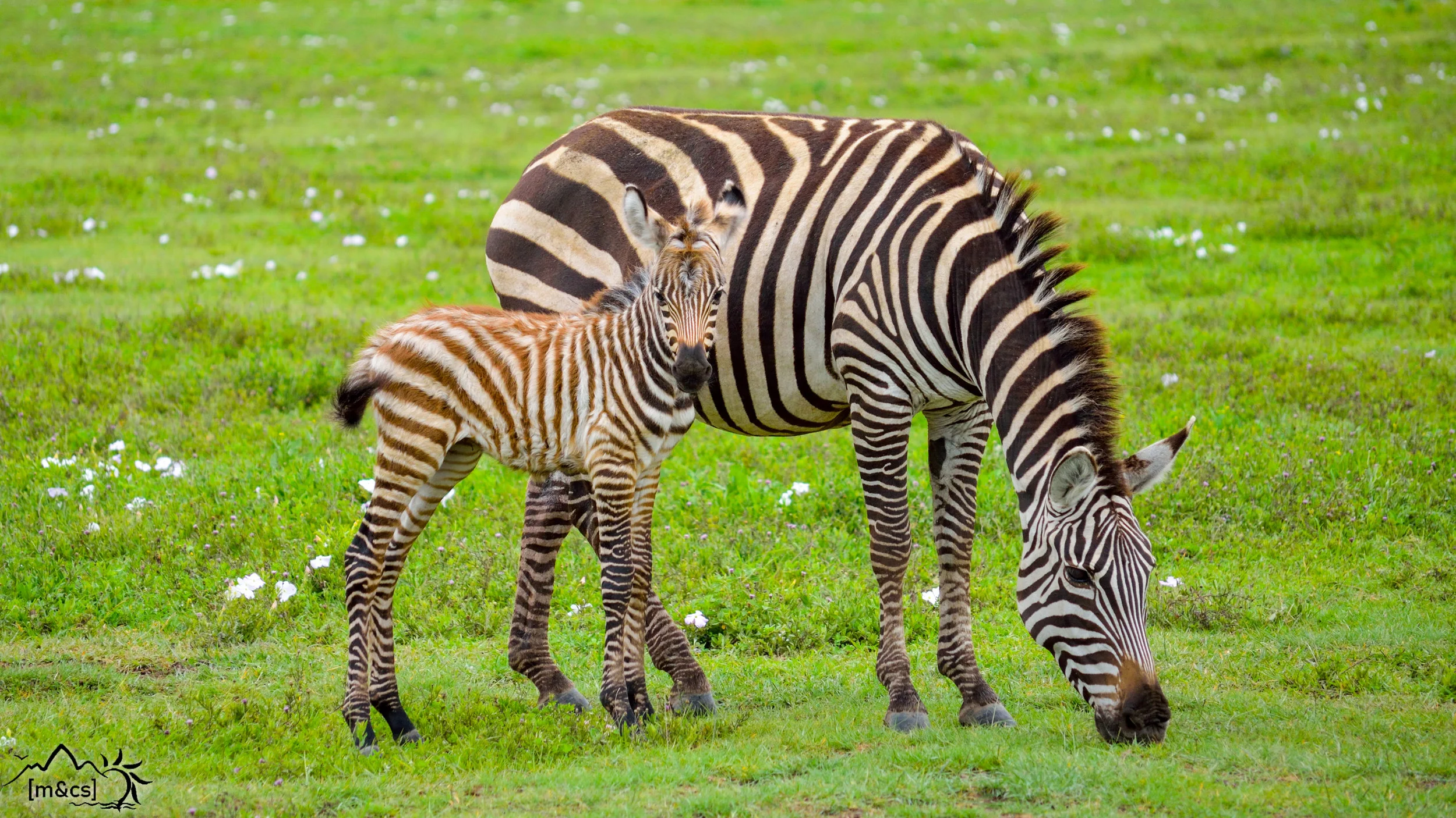 Serengeti National Park.