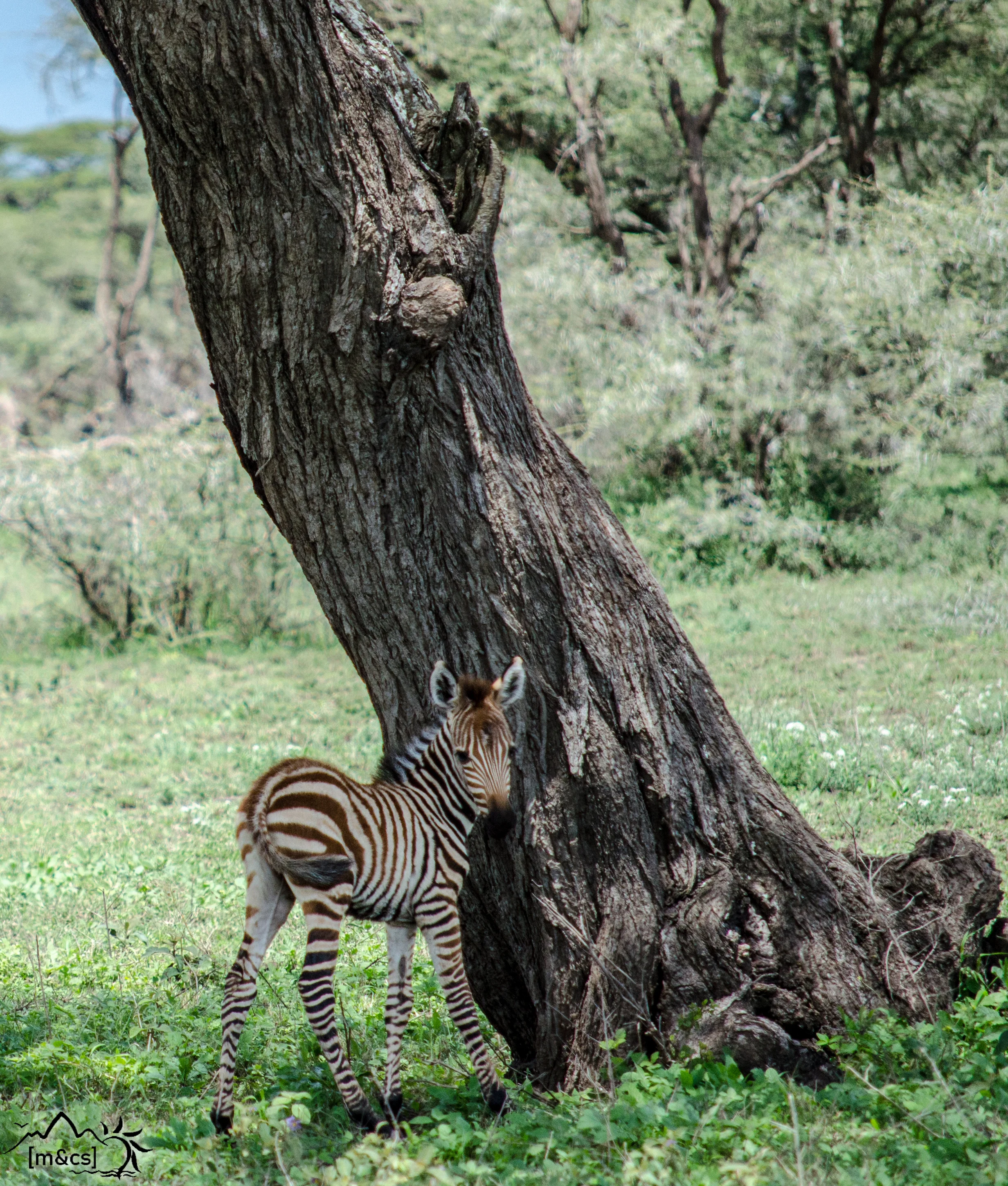 Serengeti National Park.