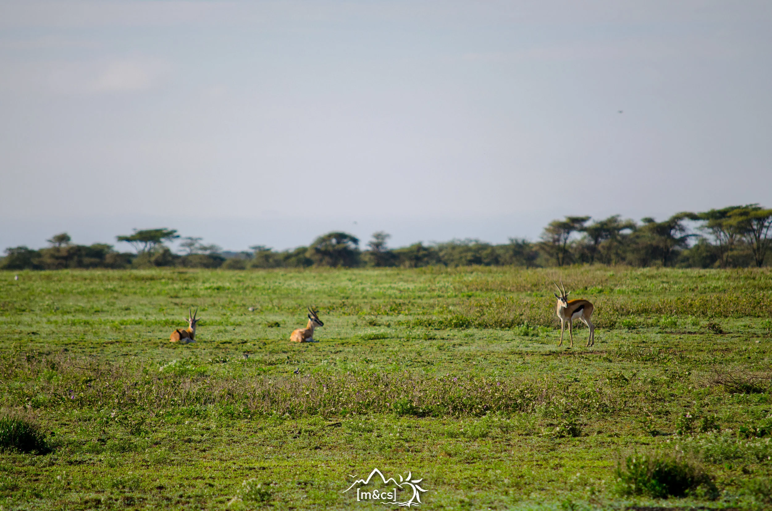 Thomson's Gazelles.  Serengeti National Park.