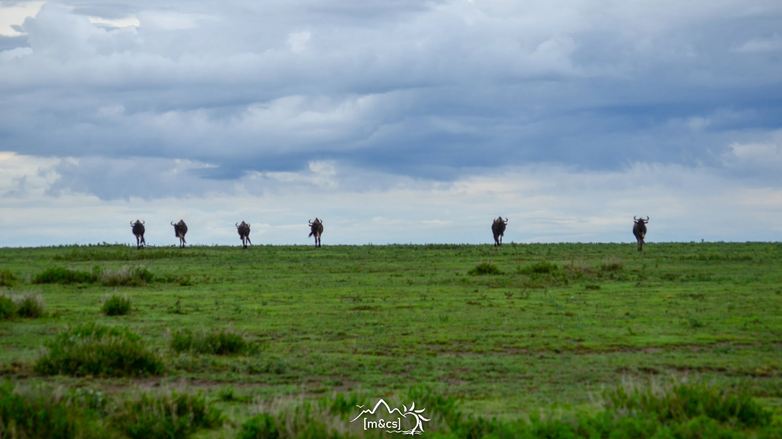 Wildebeest. The Great Migration, Serengeti National Park.