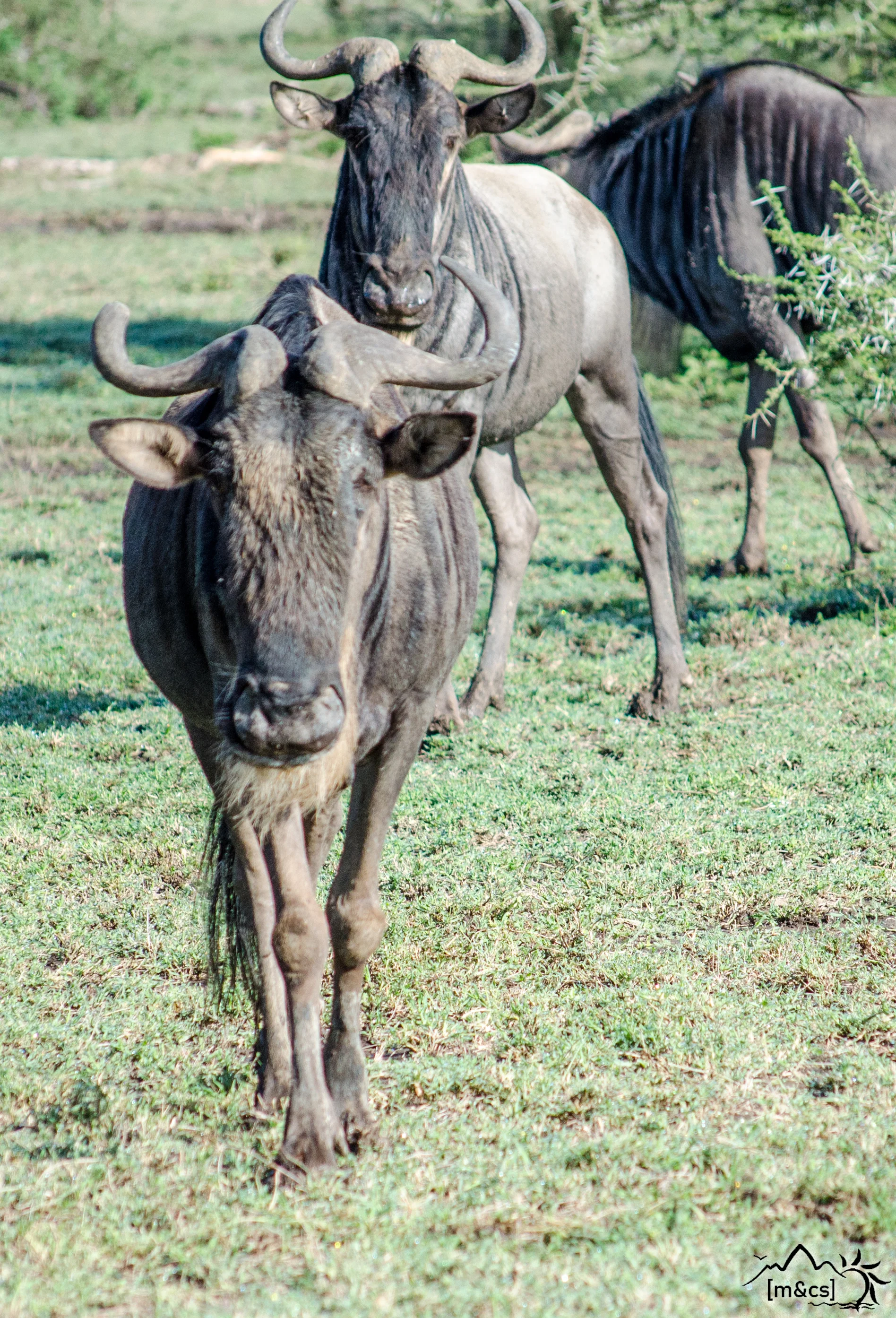 Wildebeest. Serengeti National Park.