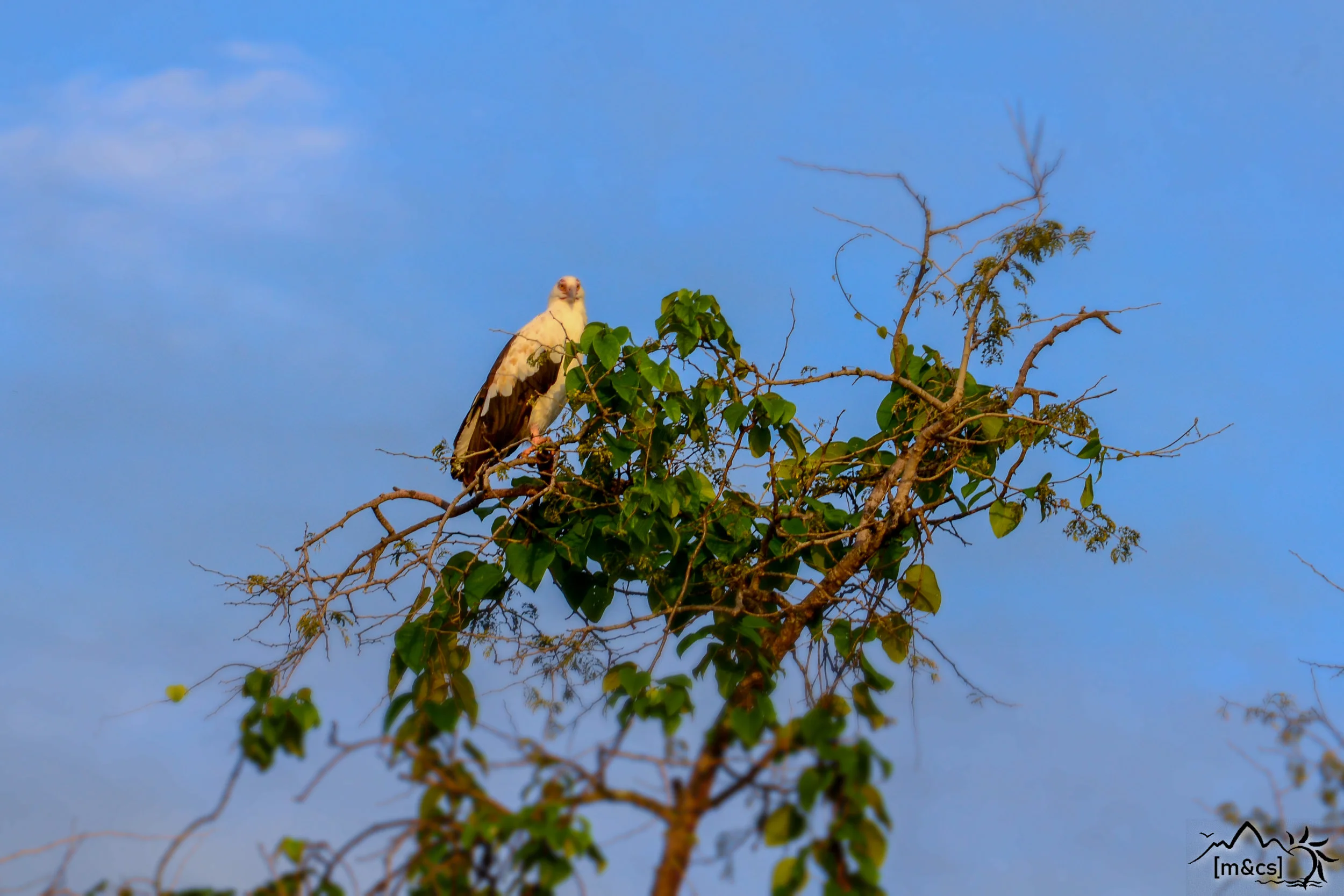 Palm-Nut Vulture. Lake Tanganyika.