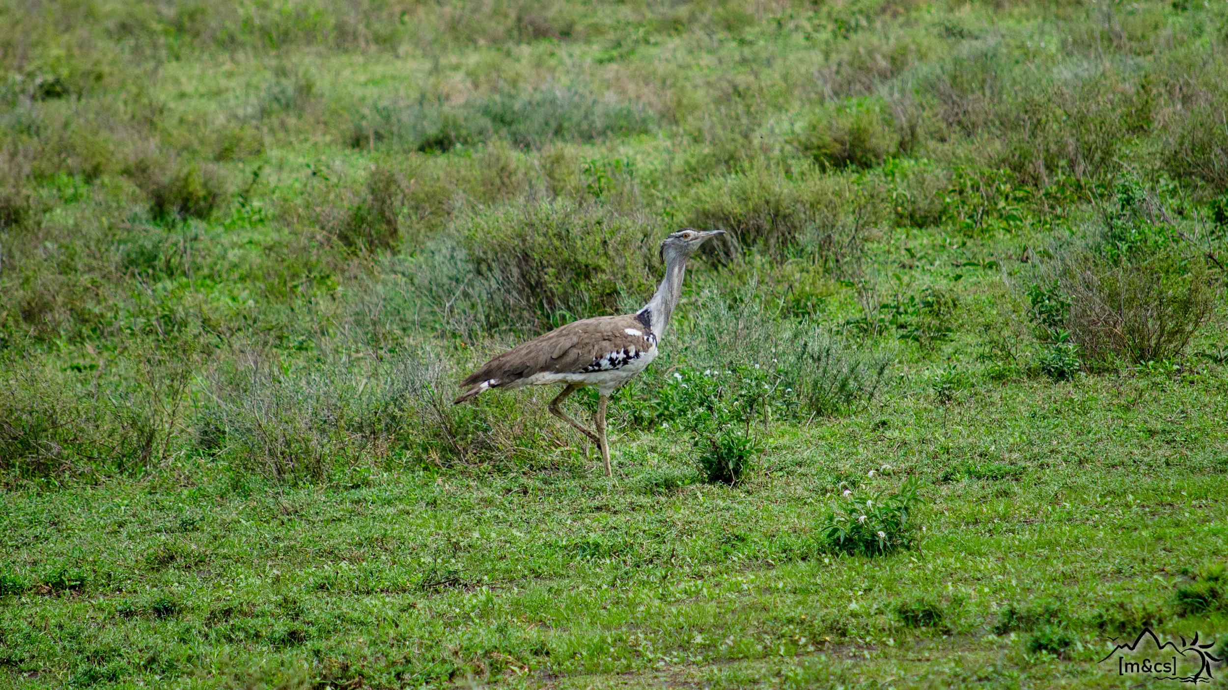 Kori Bustard. Central Serengeti.