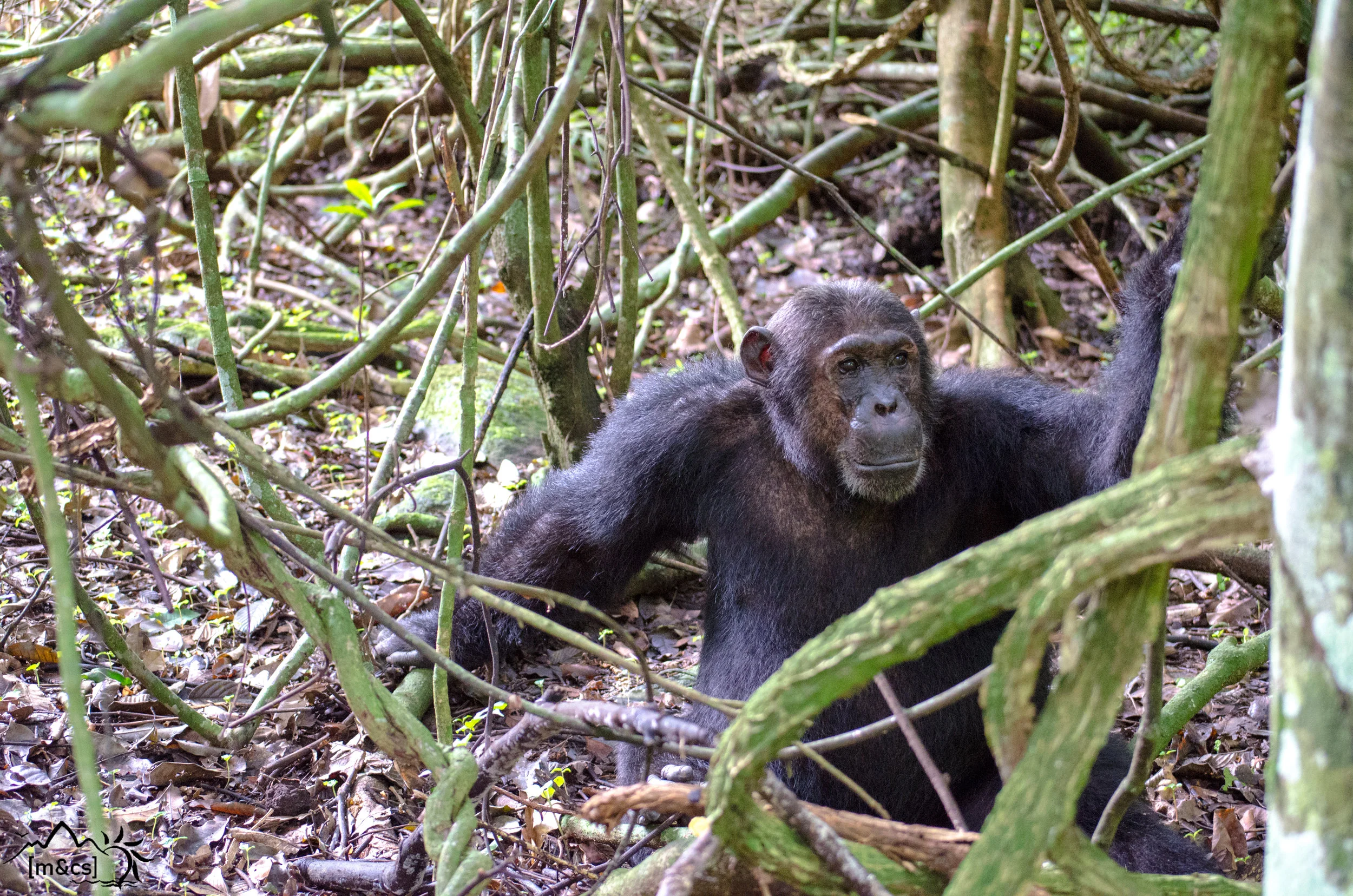 "Alofu." Mahale Mountains National Park.