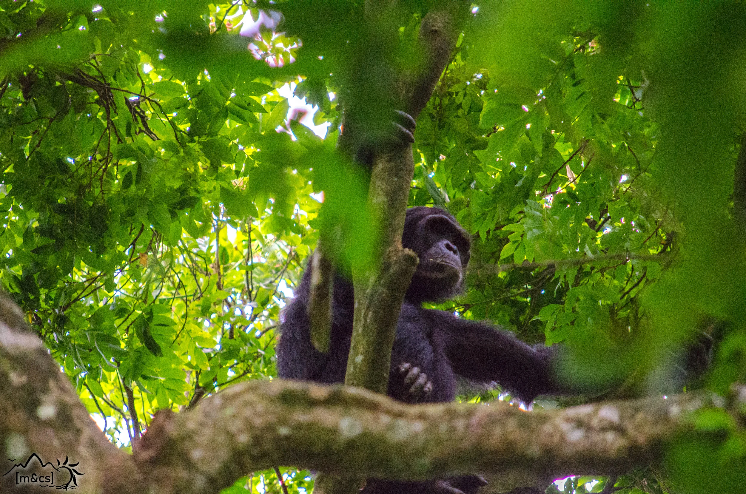 "Christmas." Mahale Mountains National Park