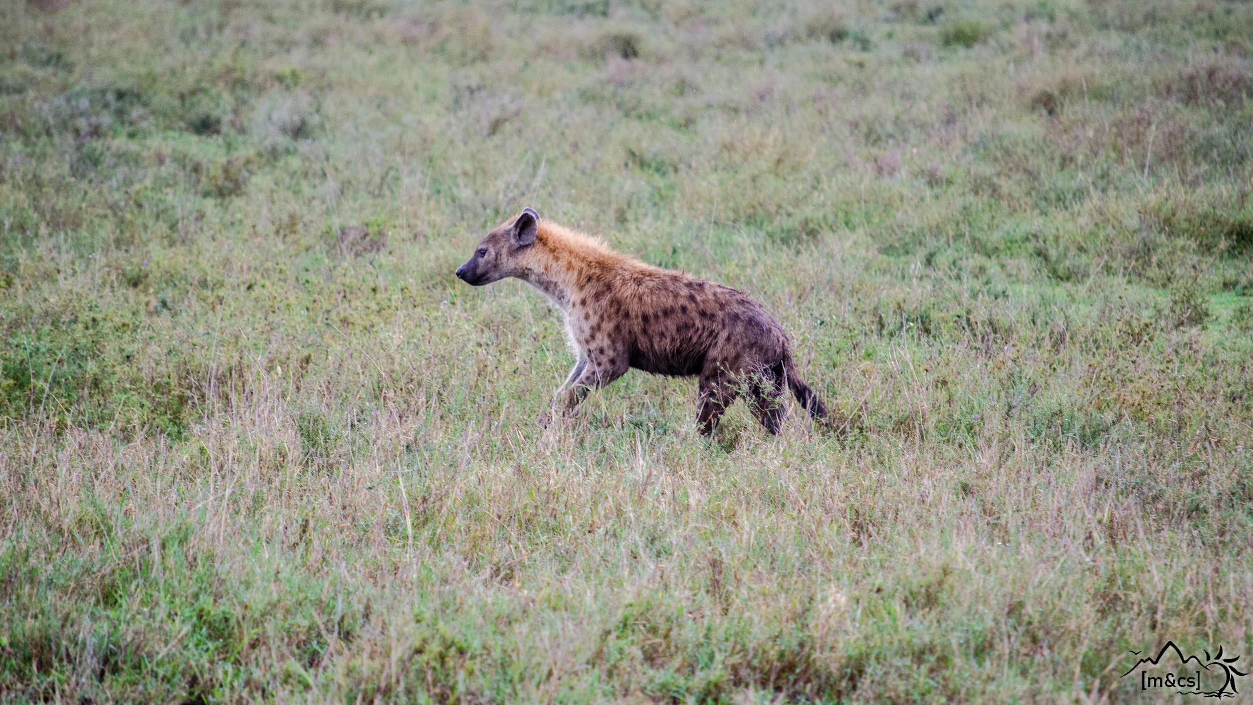 Hyena. Ngorongoro Crater.