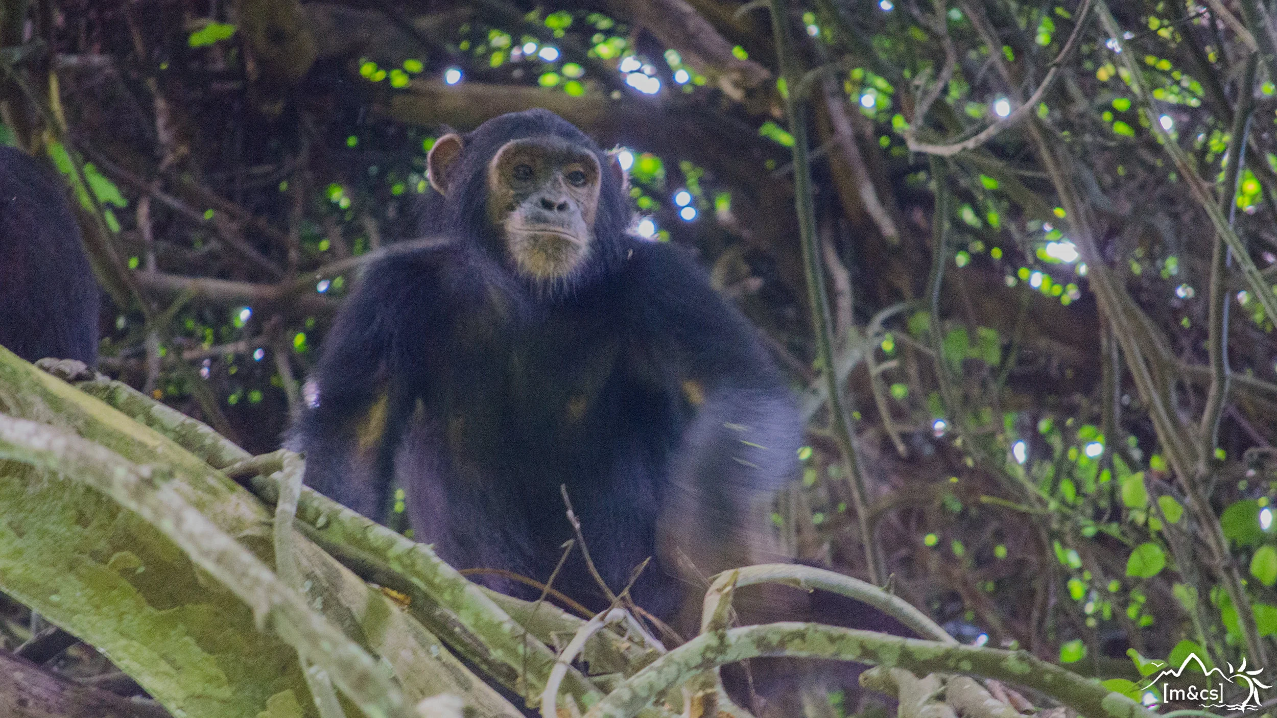Mahale Mountains National Park.