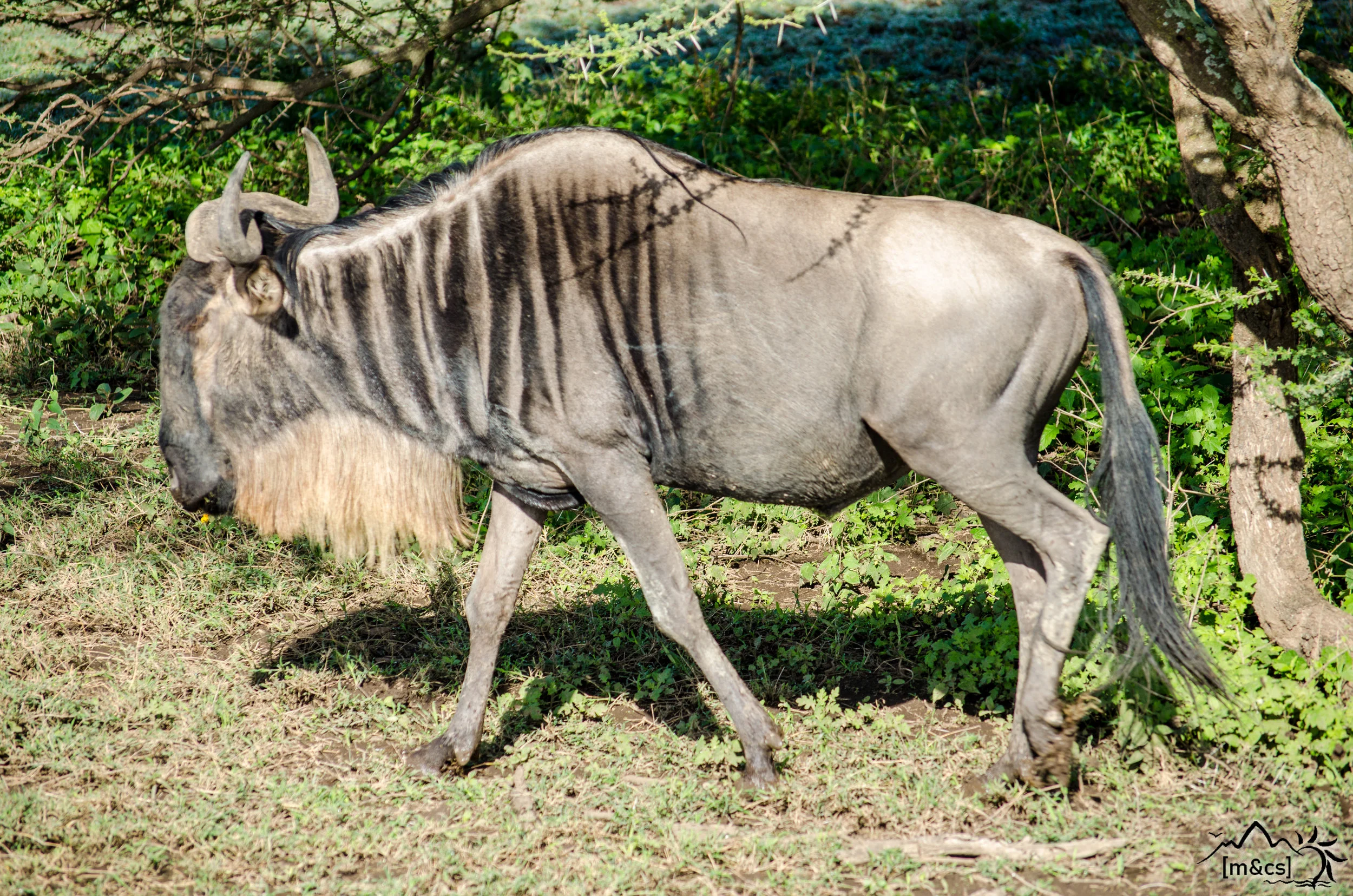 Wildebeest. Serengeti National Park.