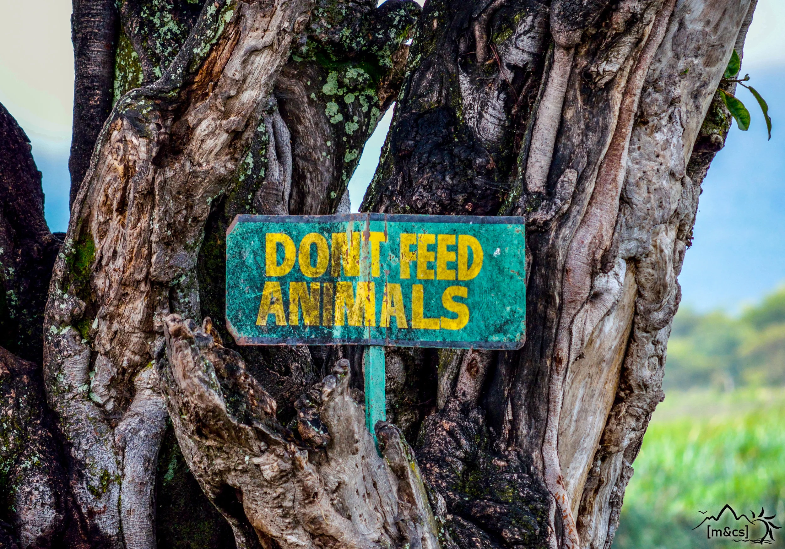 Central Serengeti. 