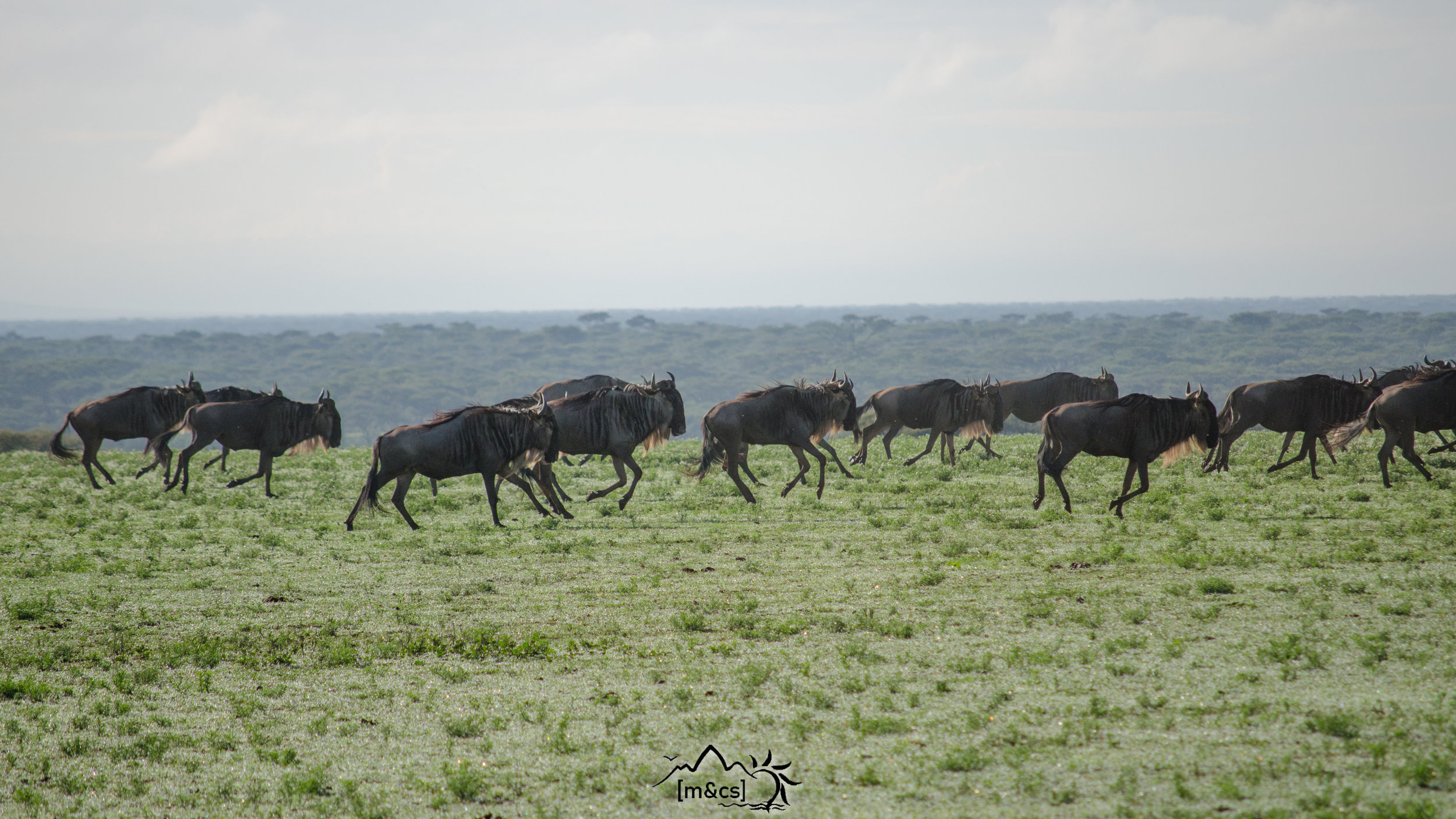 Wildebeest. The Great Migration. Serengeti National Park.