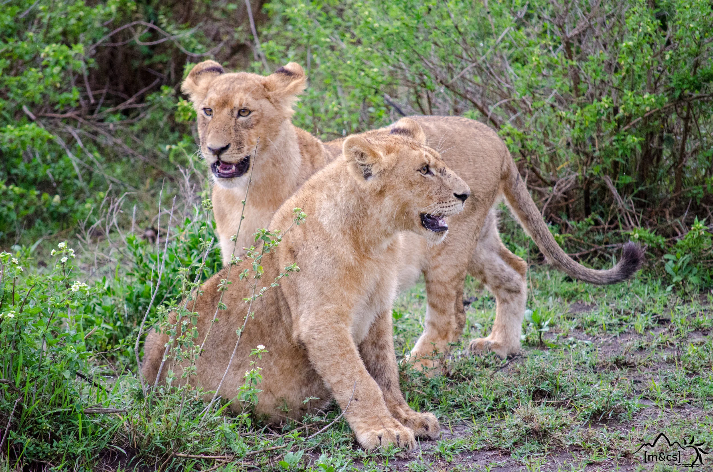 Serengeti National Park.