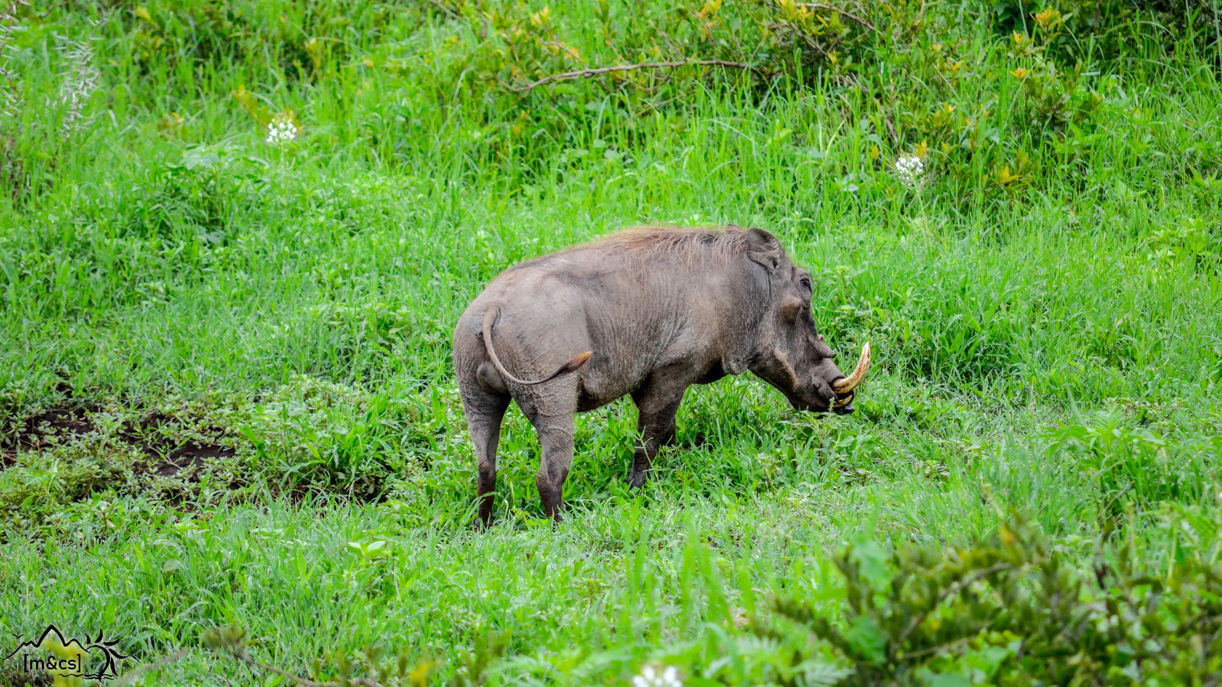 Serengeti National Park.