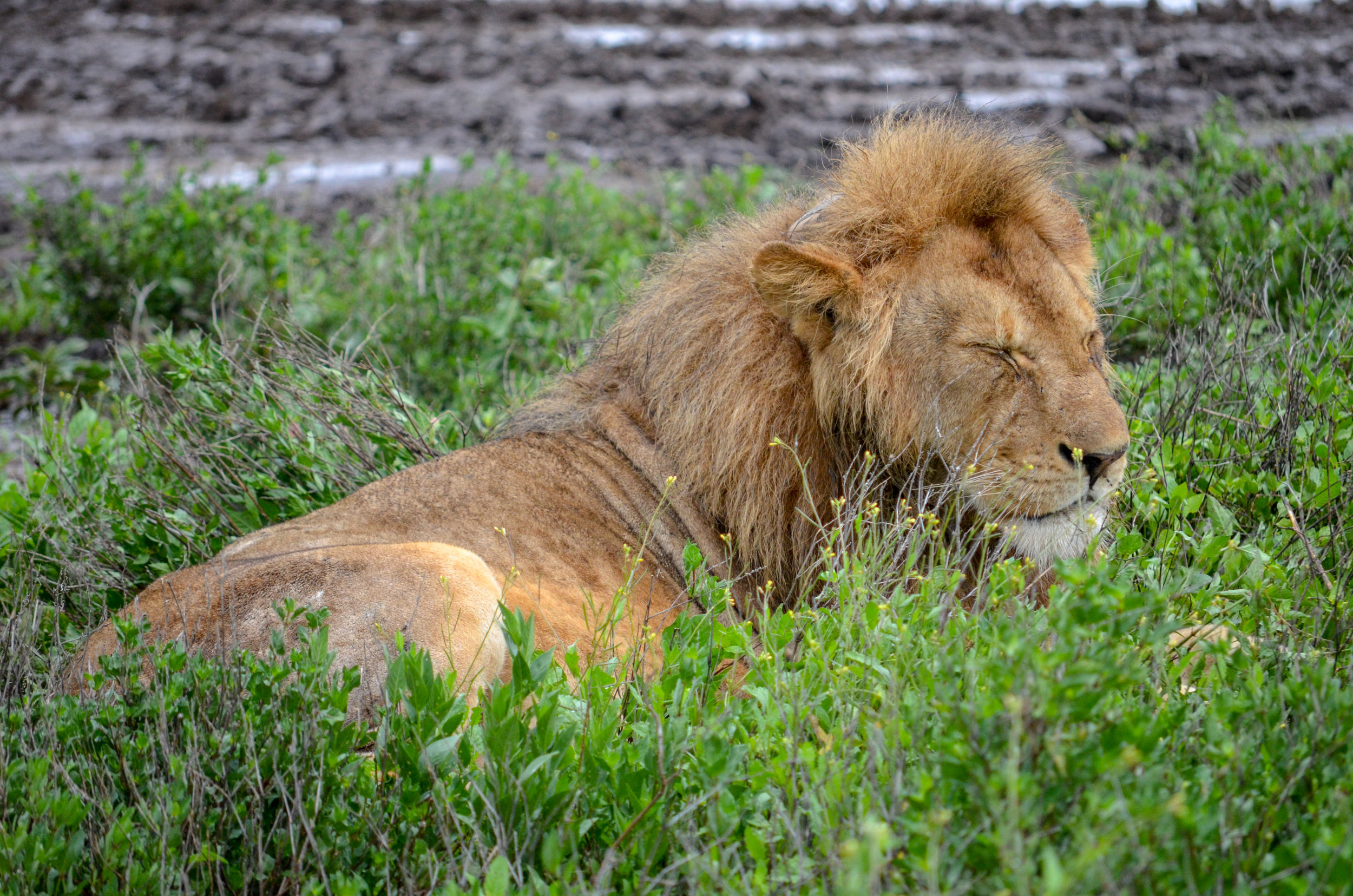 Serengeti National Park.