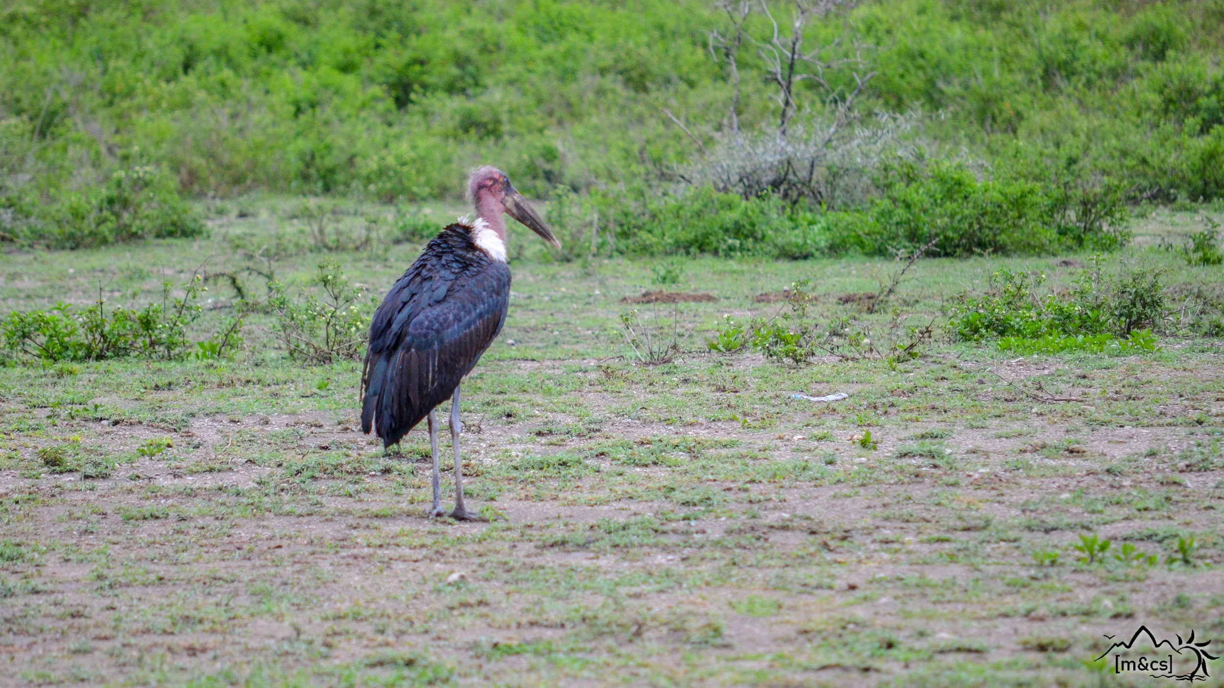 Lappet-Faced Vulture. Serengeti National Park.