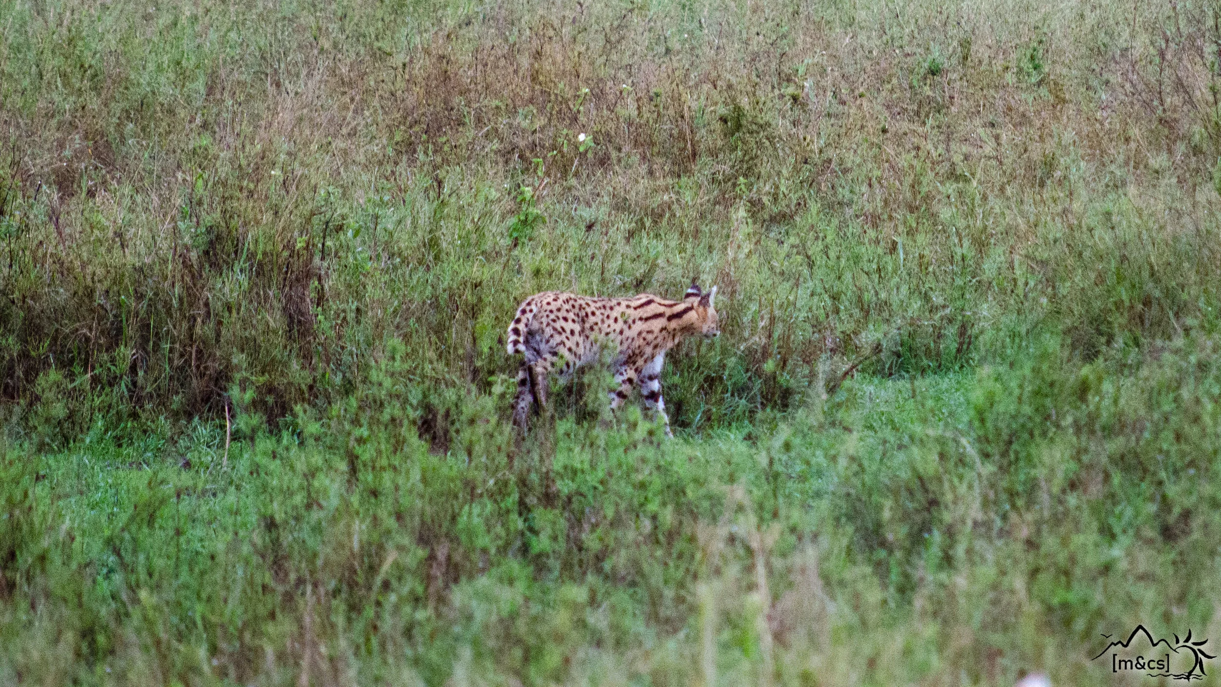 Serval. Serengeti National Park.