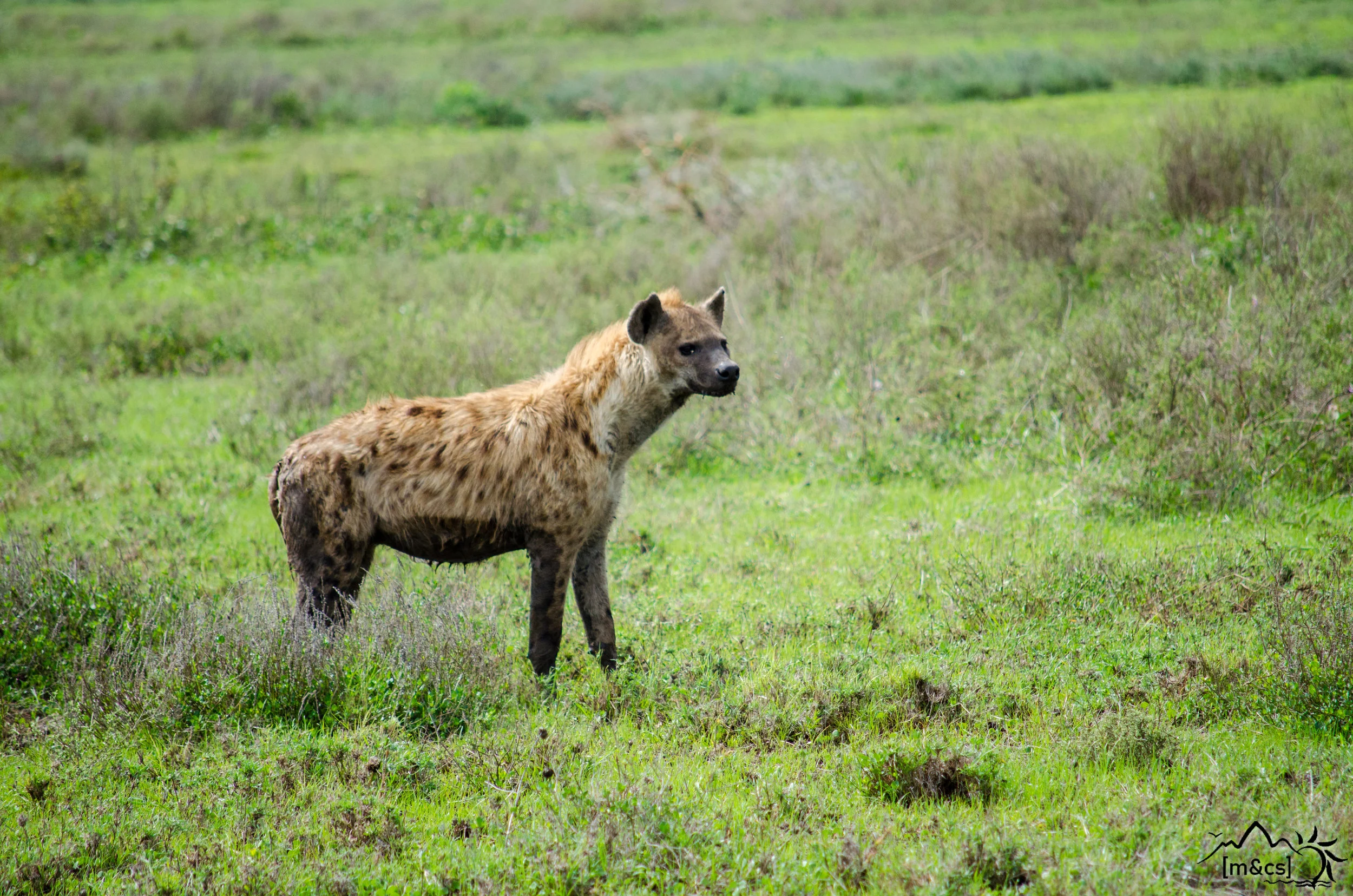 Hyena. Serengeti National Park.