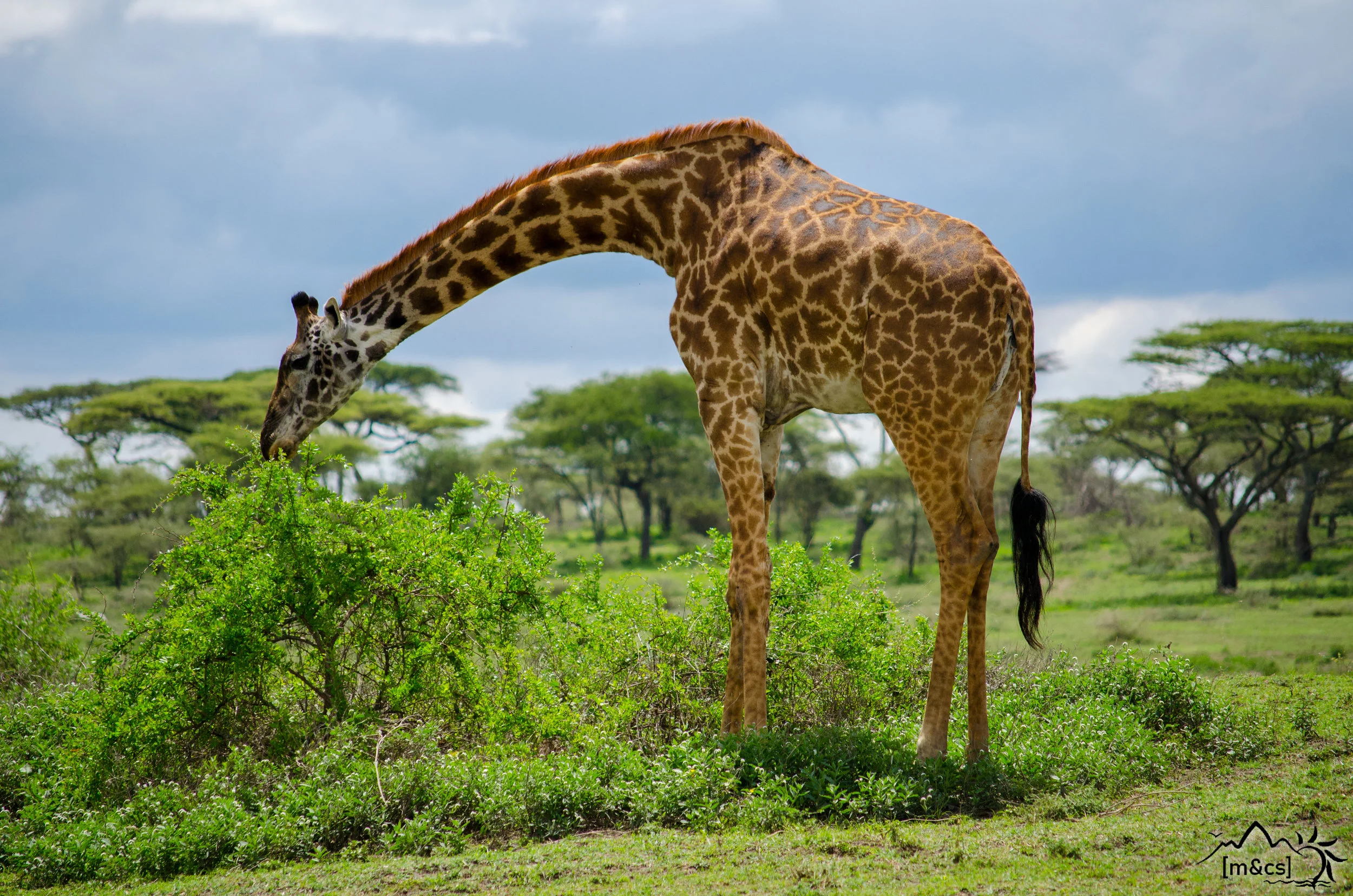 Serengeti National Park.