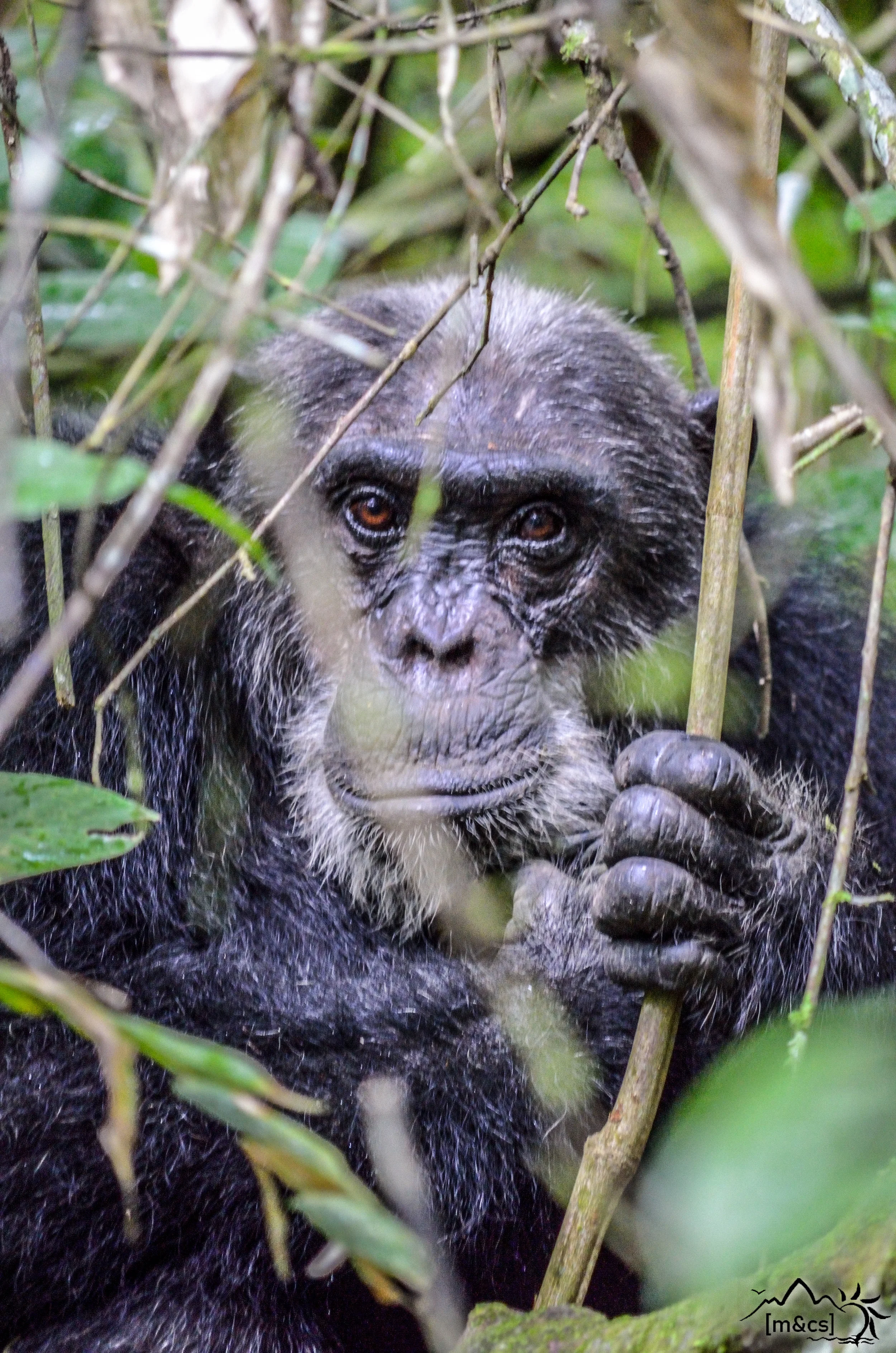 "Bonobo." Mahale Mountains National Park.