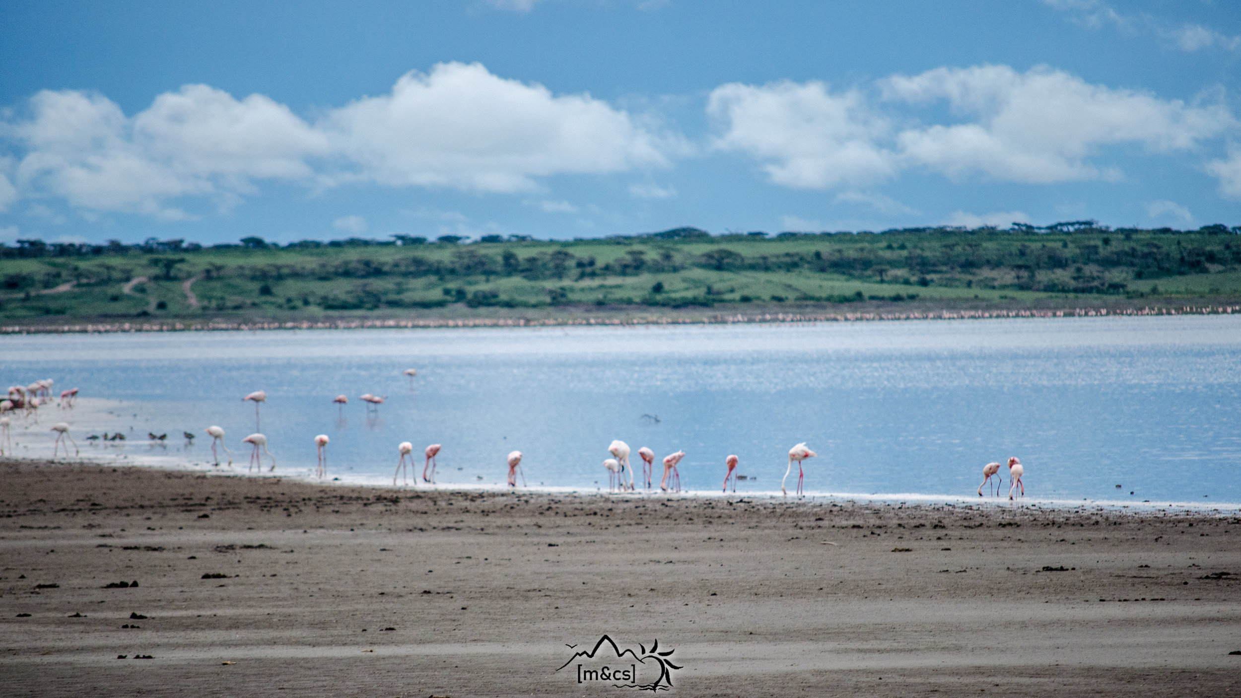 Flamingos. Serengeti National Park.