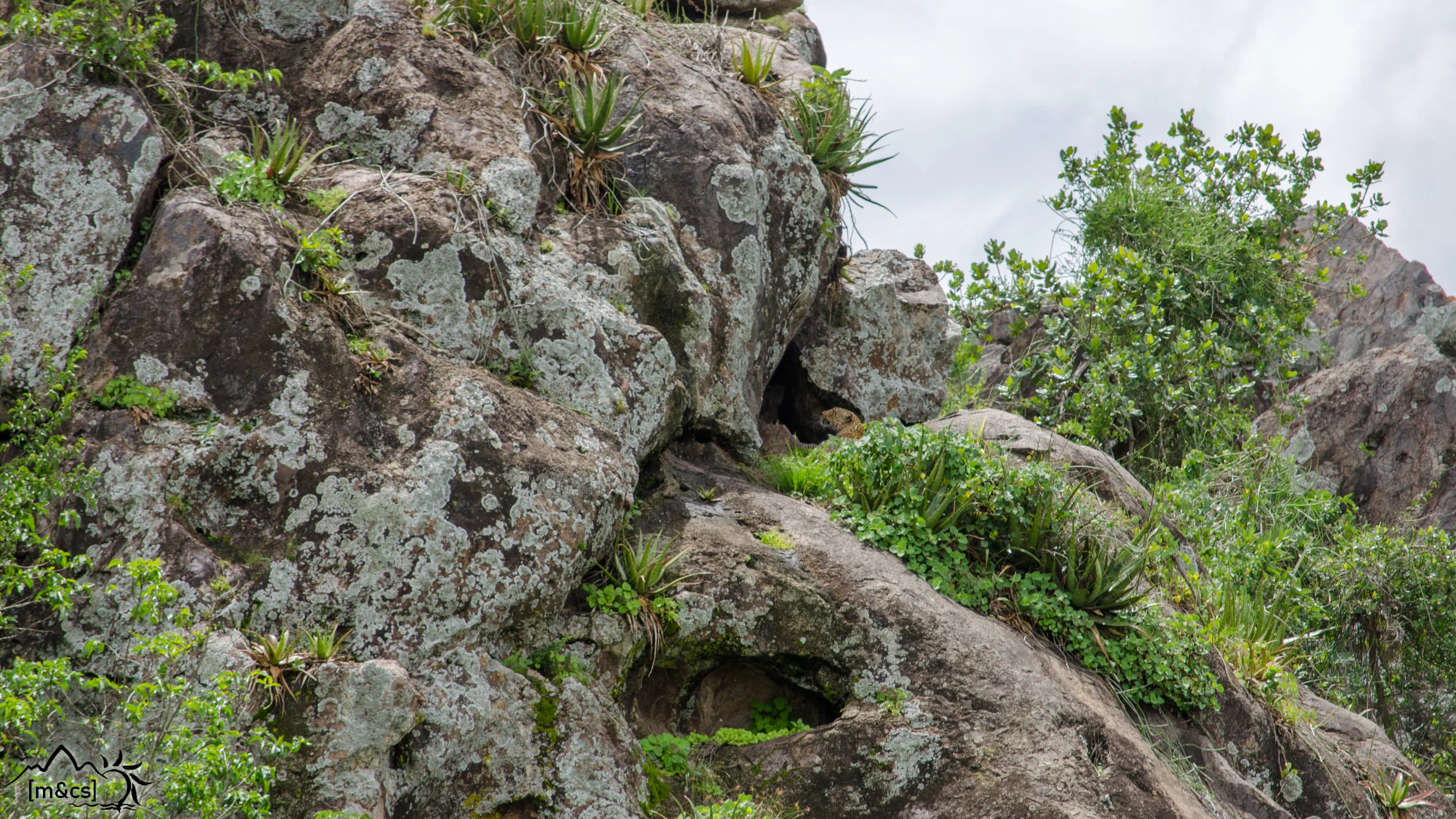 Leopard. Central Serengeti.