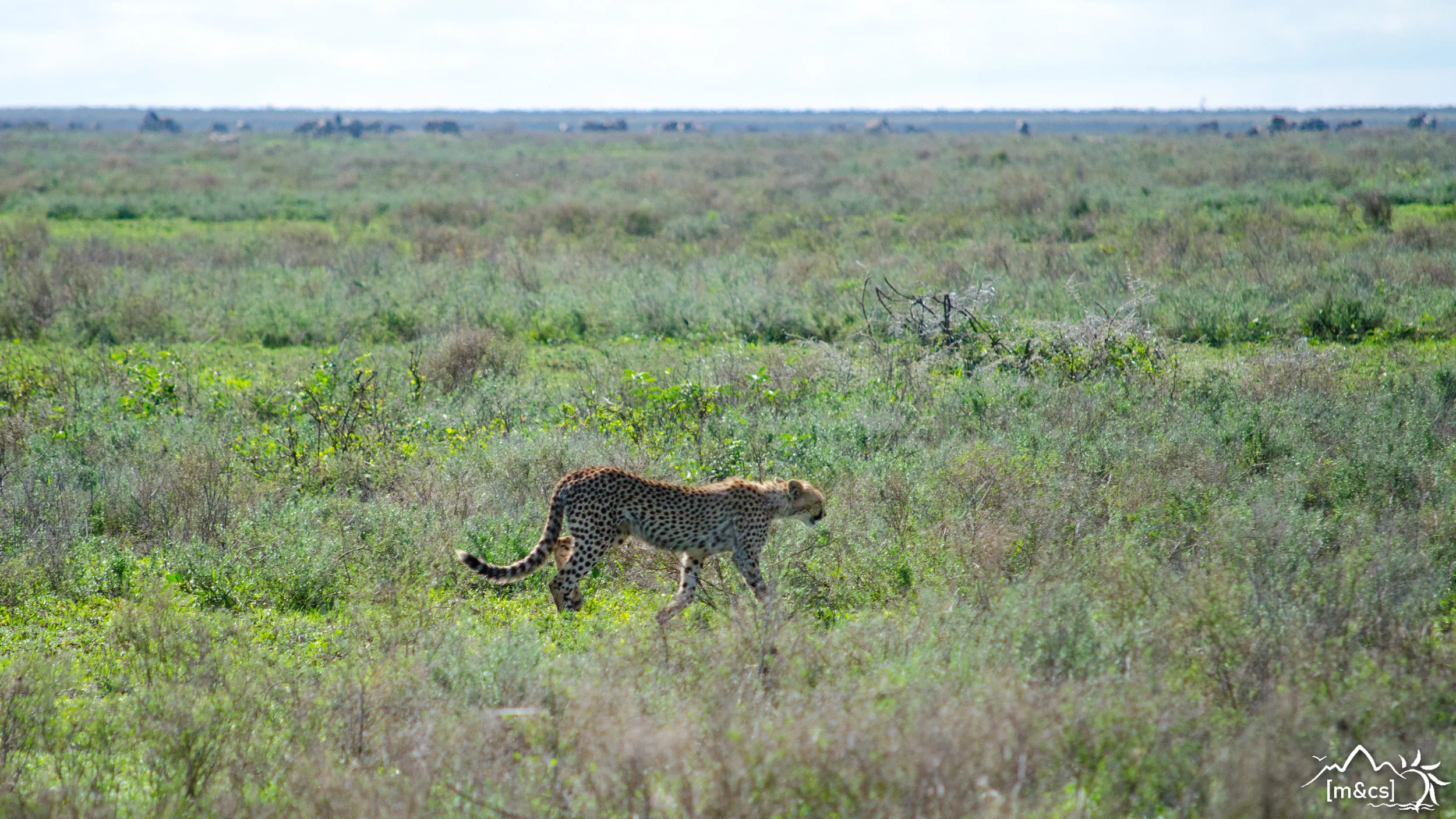 Cheetah. Serengeti National Park.