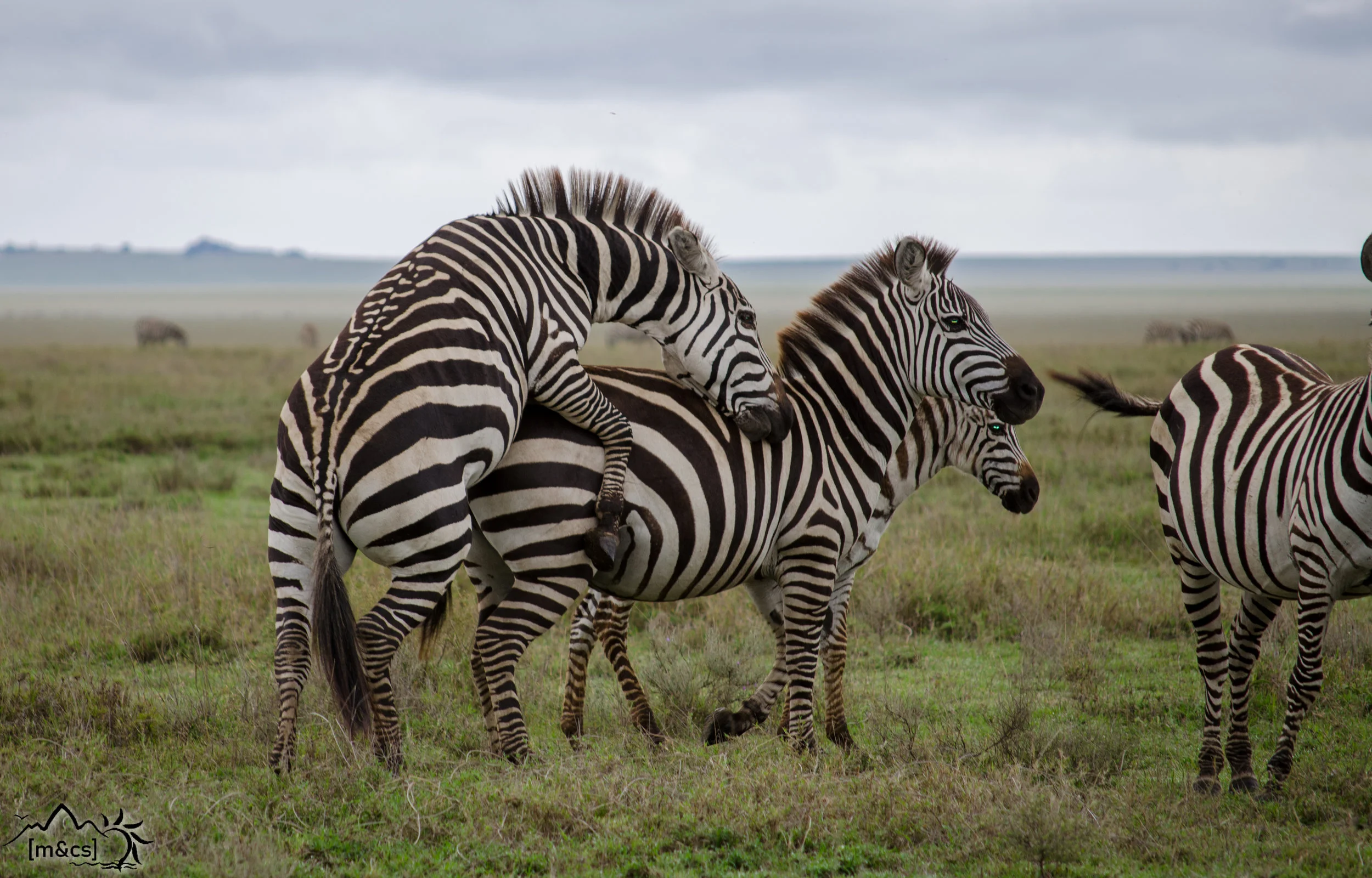 Central Serengeti.