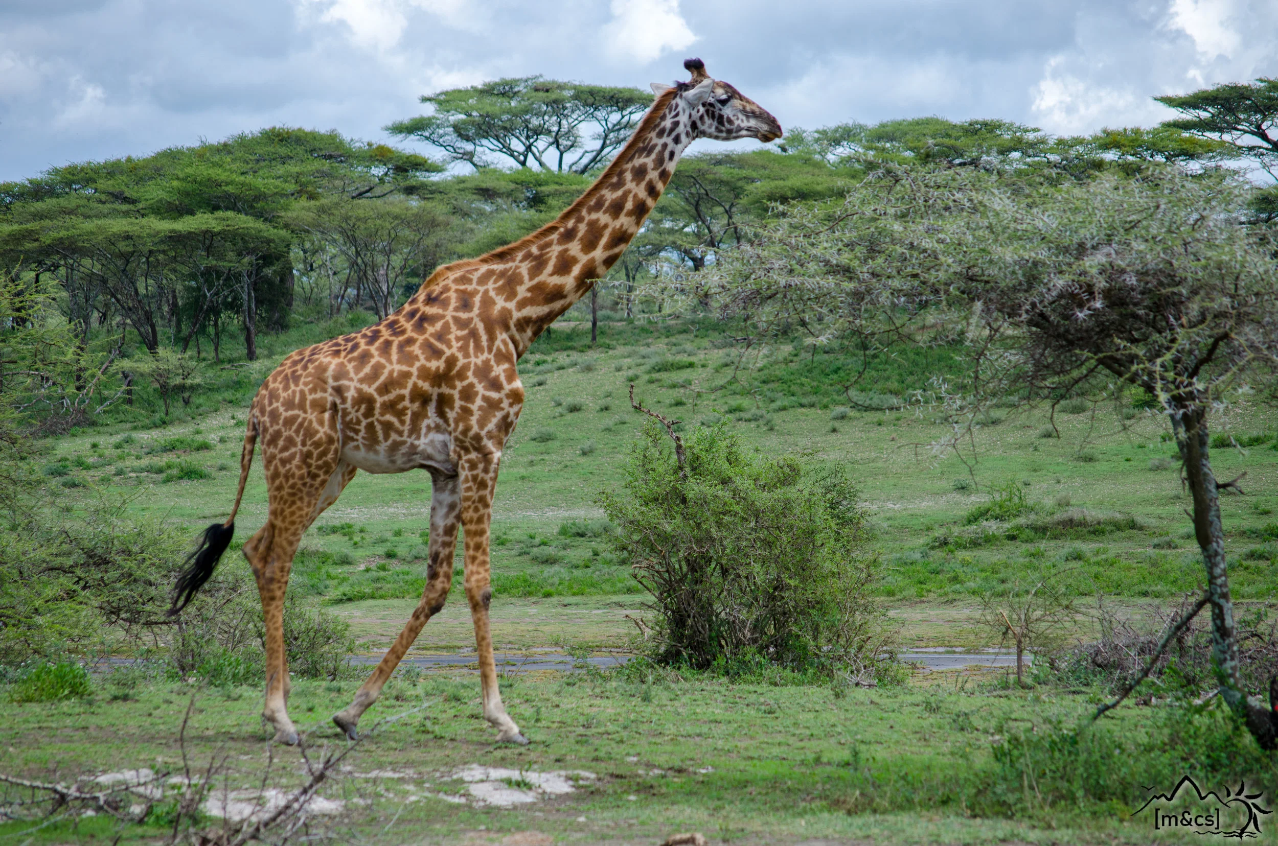 Serengeti National Park.