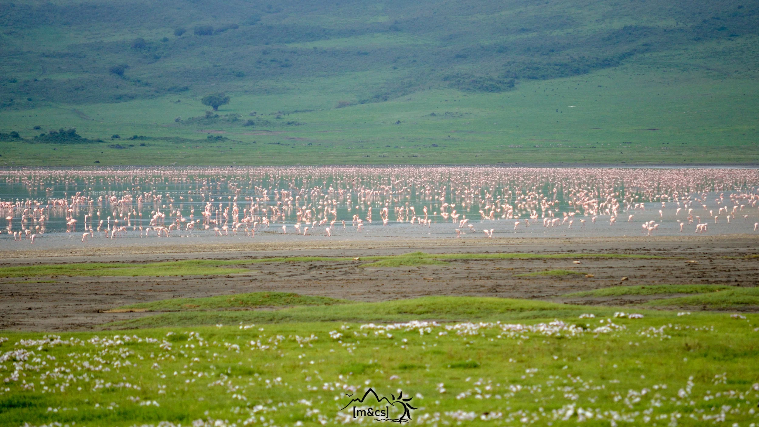 Flamingos. Serengeti National Park.