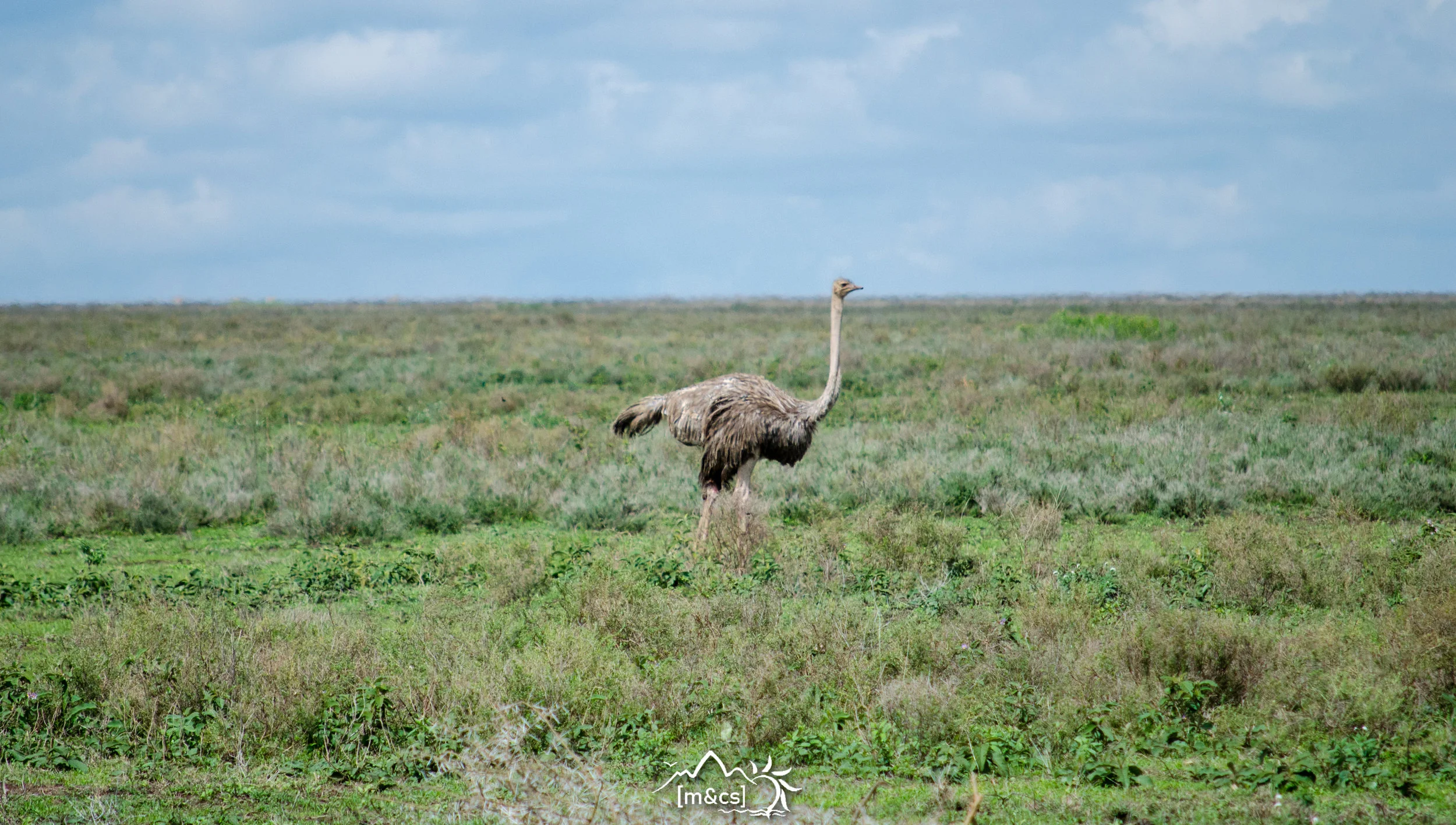 Ostrich. Ngorongoro Crater.
