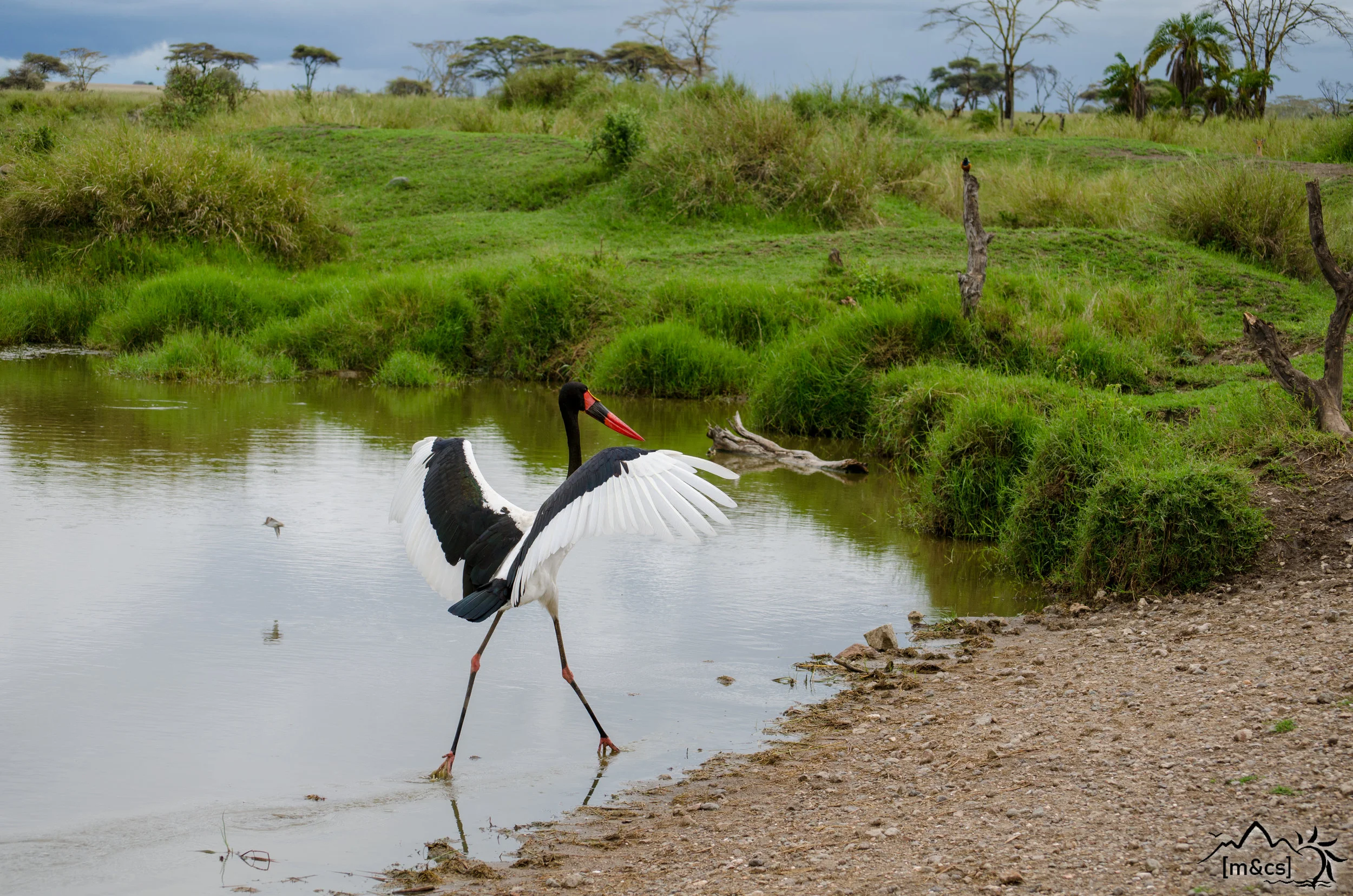 Saddle-Billed Stork. Central Serengeti.