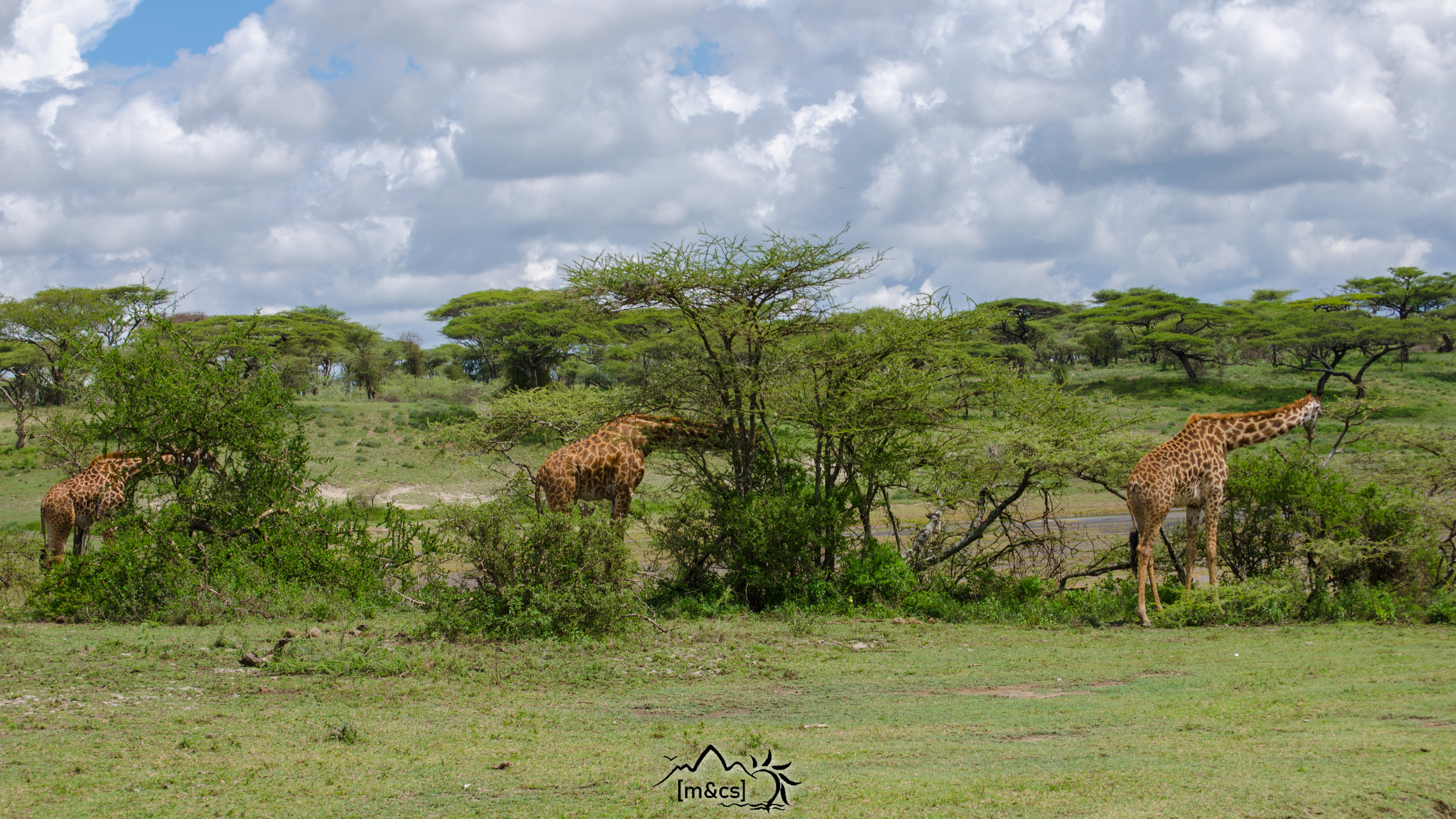 Serengeti National Park.
