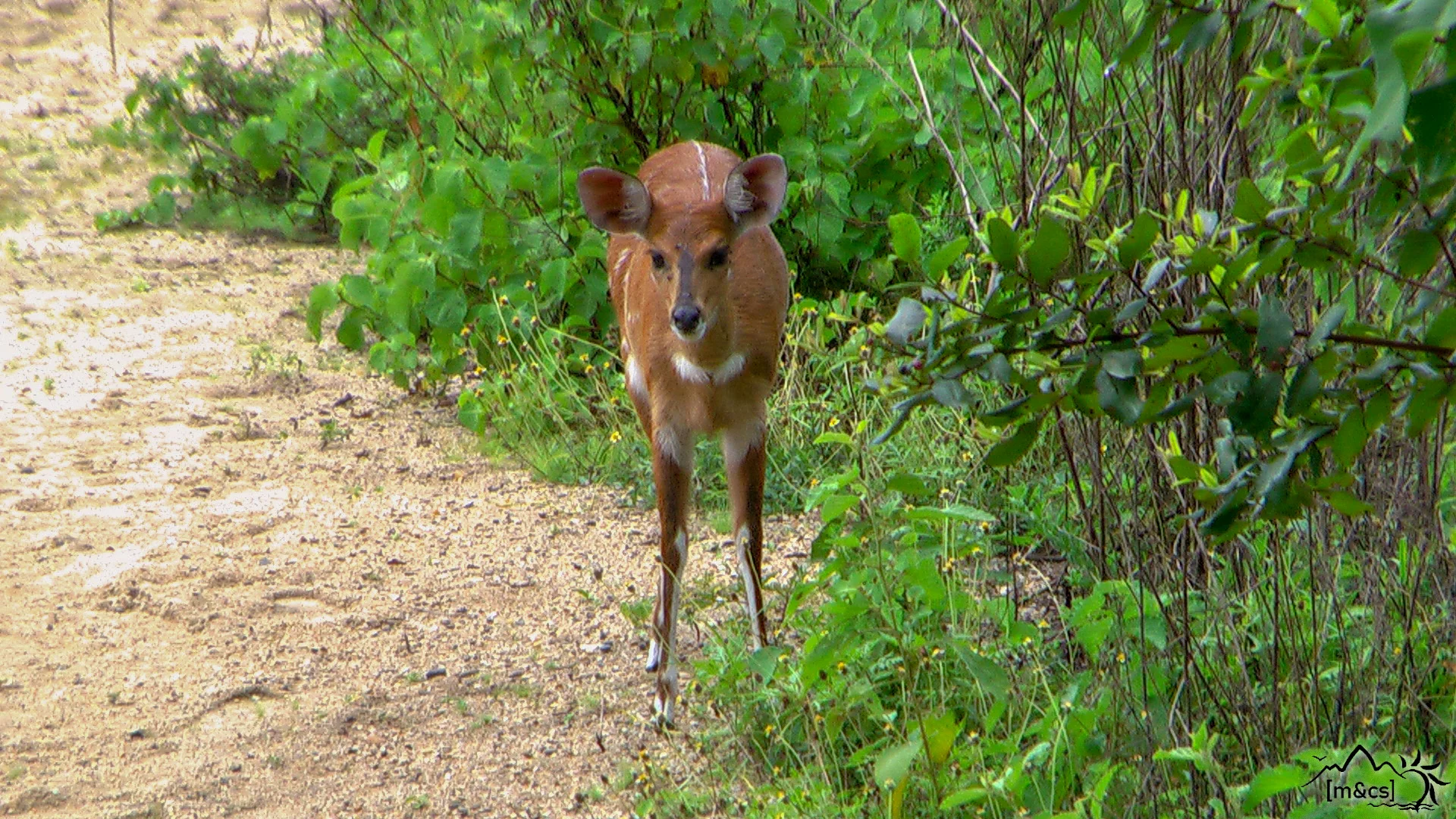 Dik Dik. Greystoke Mahale. Lake Tanganyika.