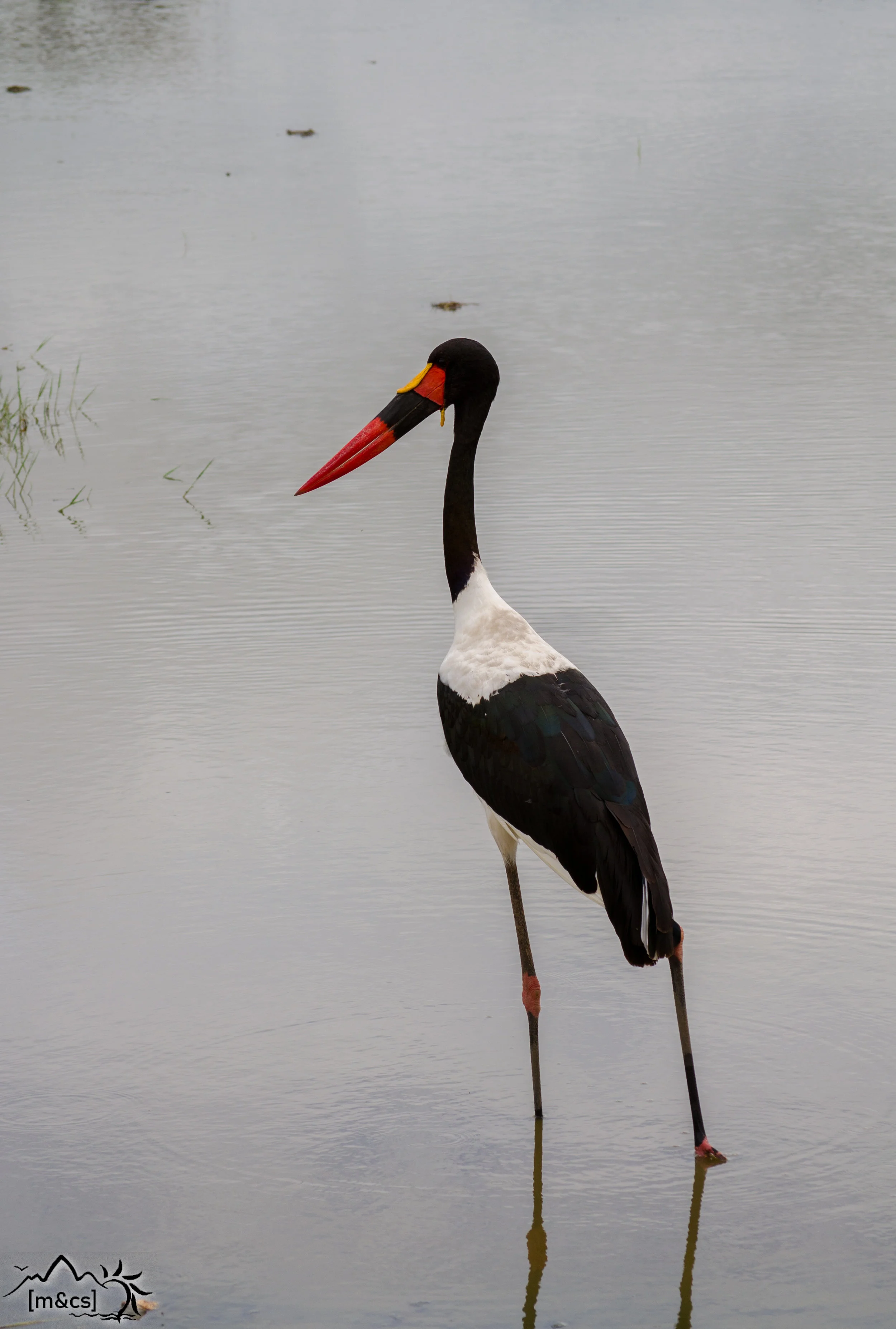 Saddle-Billed Stork. Central Serengeti.